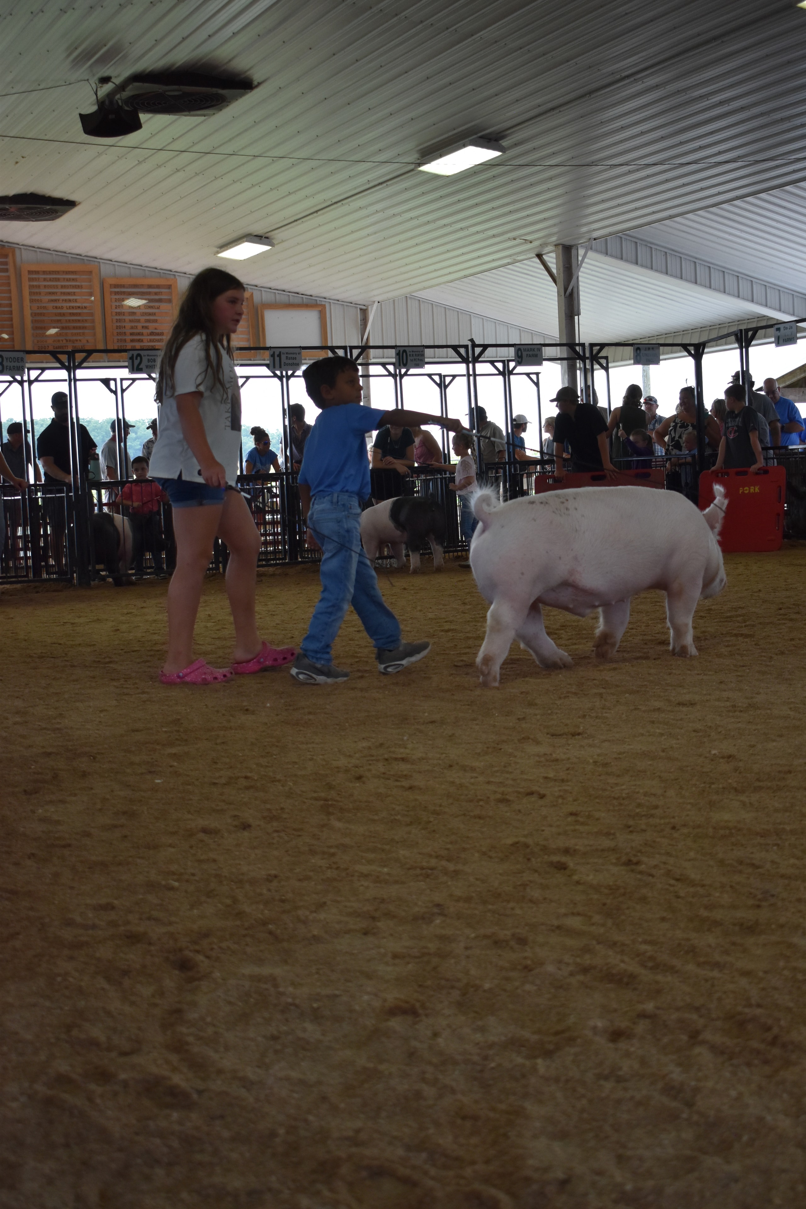 Girl in green gingham top with black beaded necklace smiling while steering large black-and-white Hampshire cross pig head-on toward camera with Yoder Farms pen 13 and past champions boards behind at Champaign County Fair
