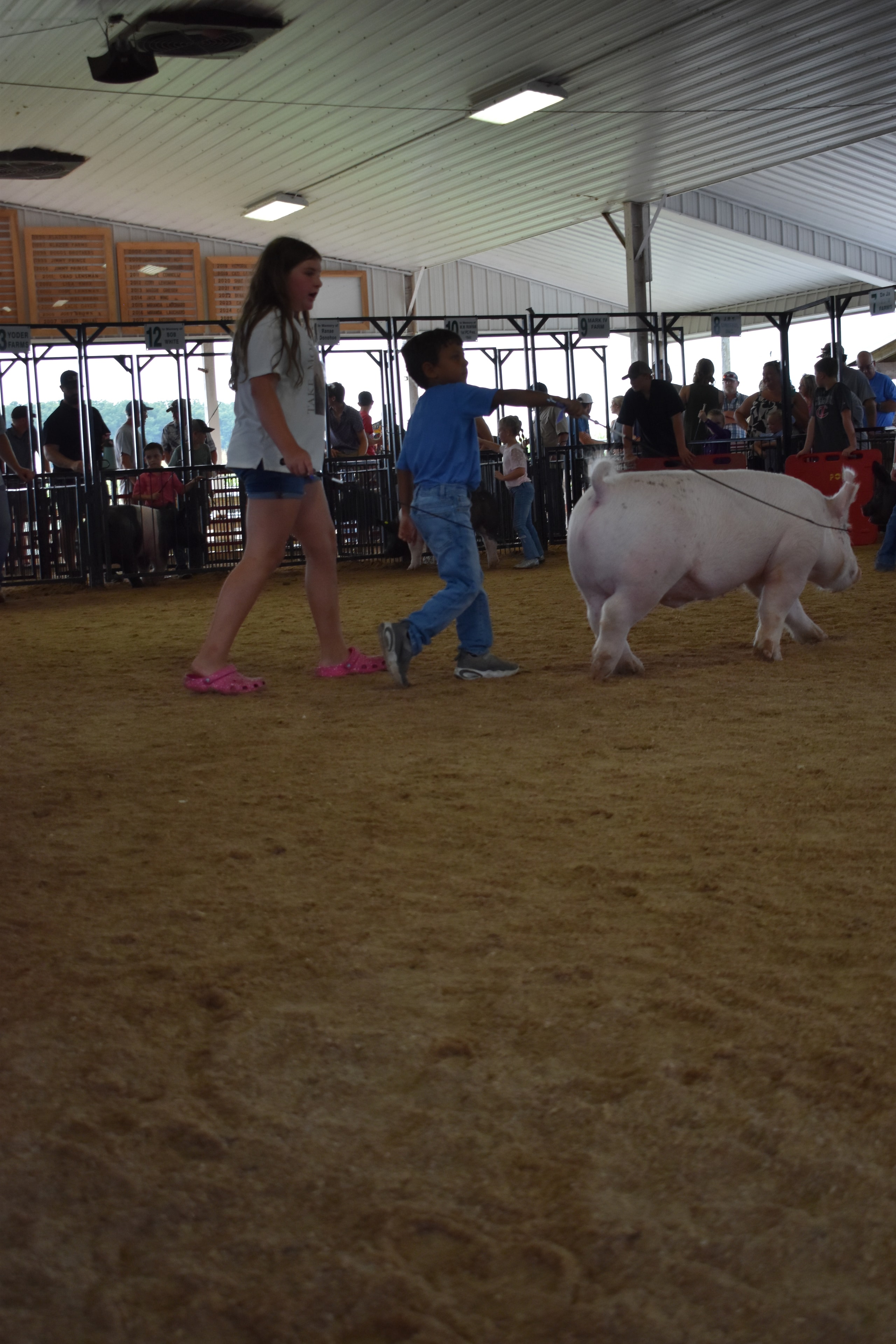 Girl in green gingham top with black beaded necklace steering large black-and-white Hampshire cross pig sideways with judge holding microphone and Yoder Farms pen 13 and past champions boards behind at Champaign County Fair