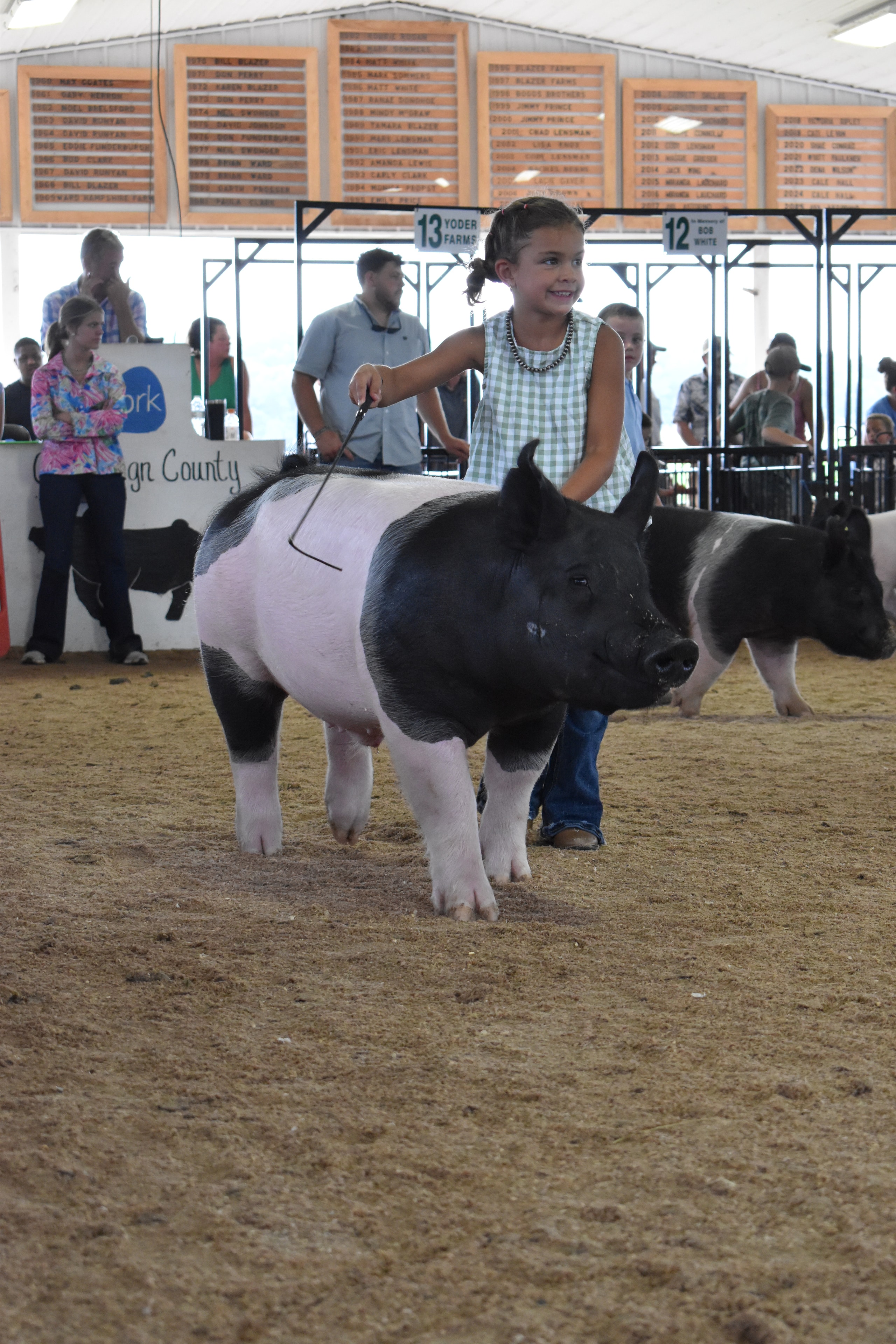 Wide arena shot with multiple exhibitors including girl in green gingham top with black-and-white Hampshire cross pig and girl in blue shirt with large white Yorkshire pig near Yoder Farms pens 11–13 and past champions boards behind at Champaign County Fair