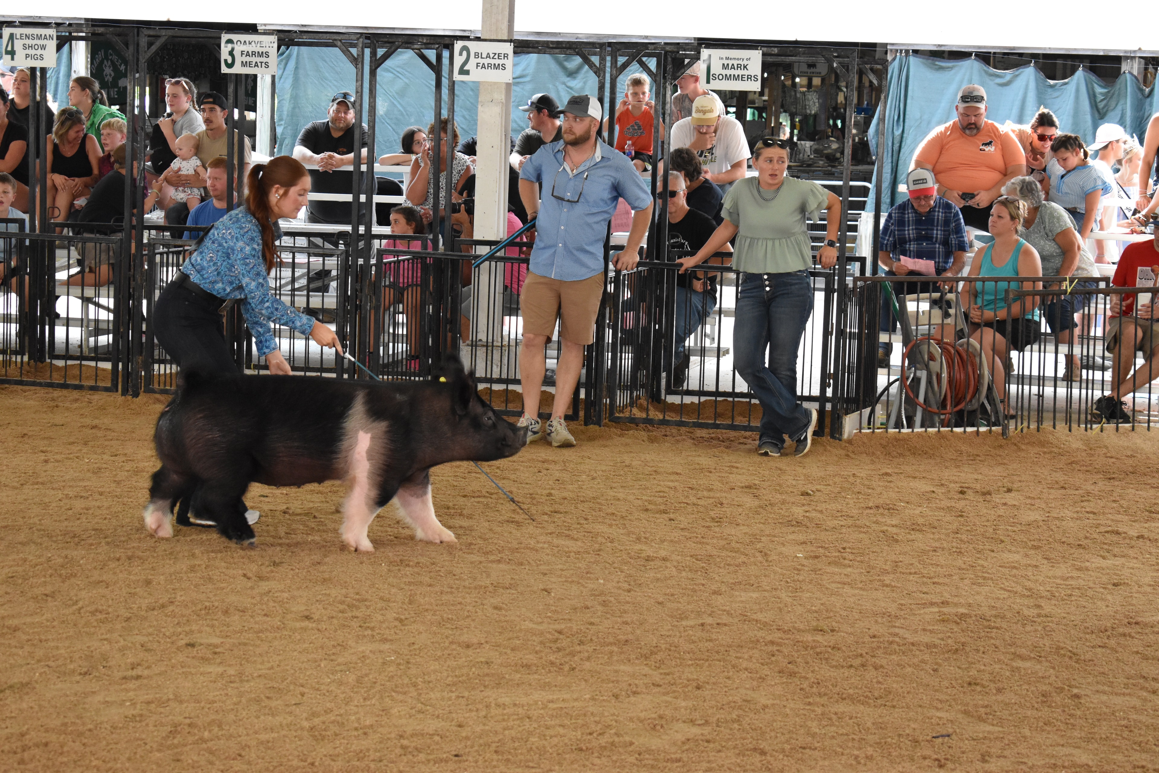 Exhibitor guiding pig through the show ring
