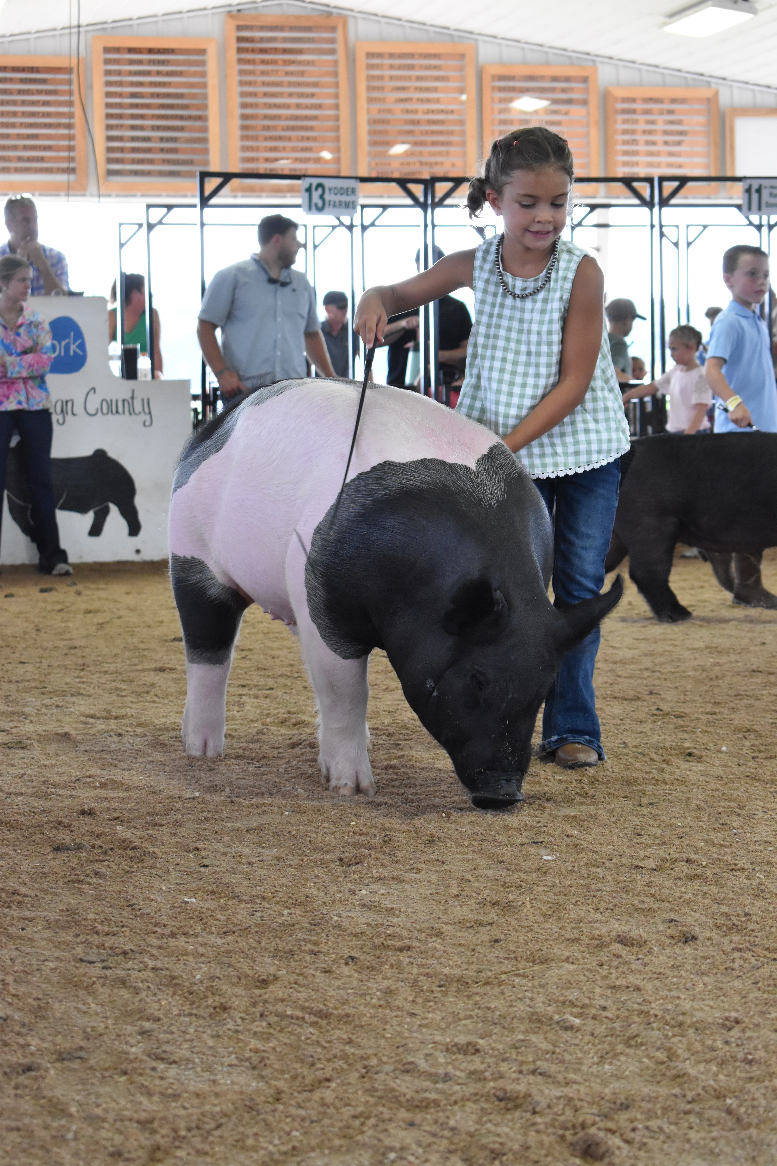 Girl in blue shirt and pink Crocs steering massive white Yorkshire pig from behind with packed crowd in sponsor pens and red PORK board behind at Champaign County Fair