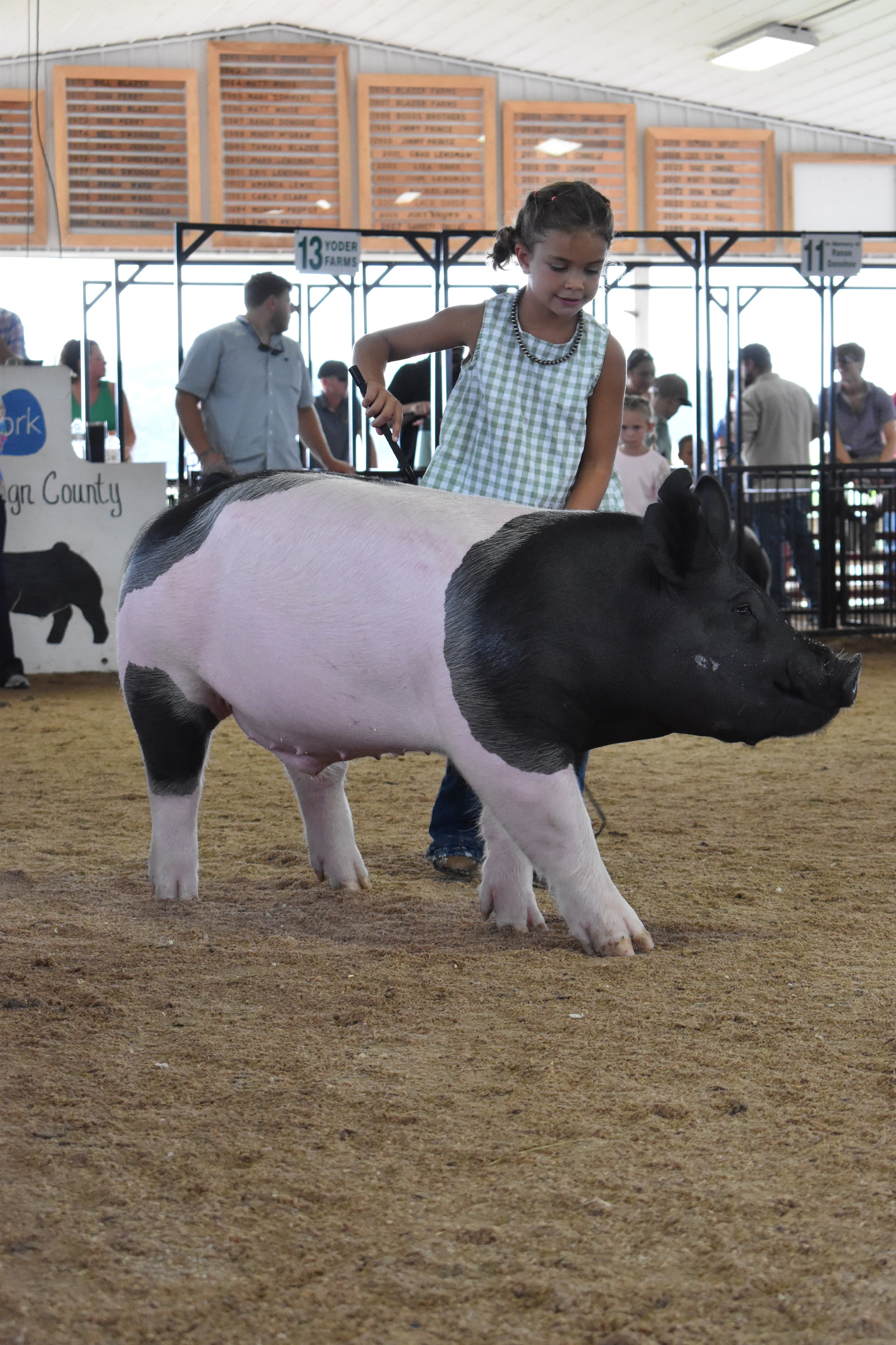 Girl in green gingham top steering large black-and-white Hampshire cross pig head-on toward camera with Champaign County Pork sign and Yoder Farms pens 12–13 and multiple spectators behind at Champaign County Fair