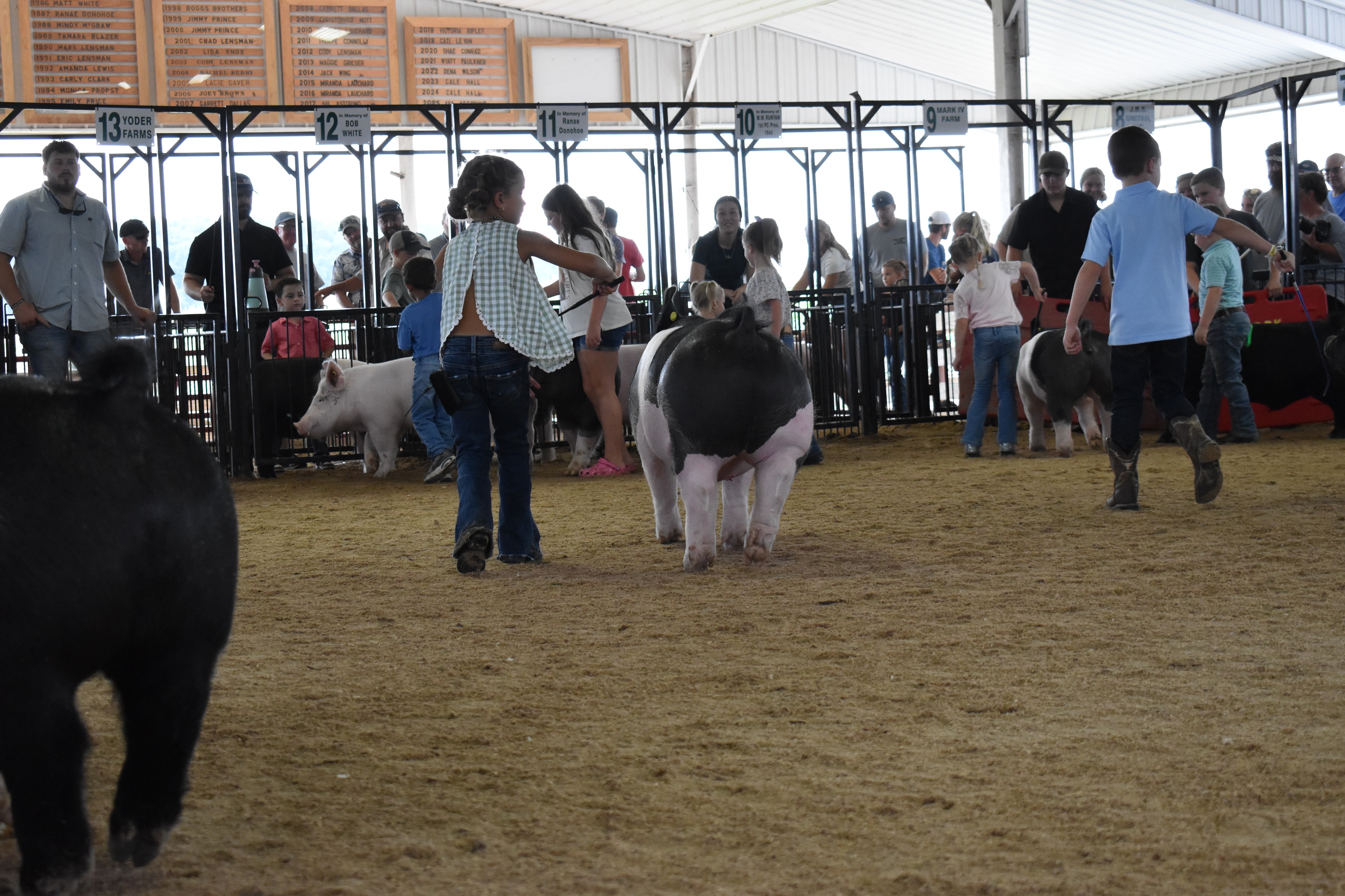 Low-angle close-up of tiny toddler girl in white eyelet top and red-striped bell-bottom pants steering large black-and-white Hampshire cross pig toward camera with older girl in floral top and girl in gingham top with pig at right and packed crowd behind at Champaign County Fair