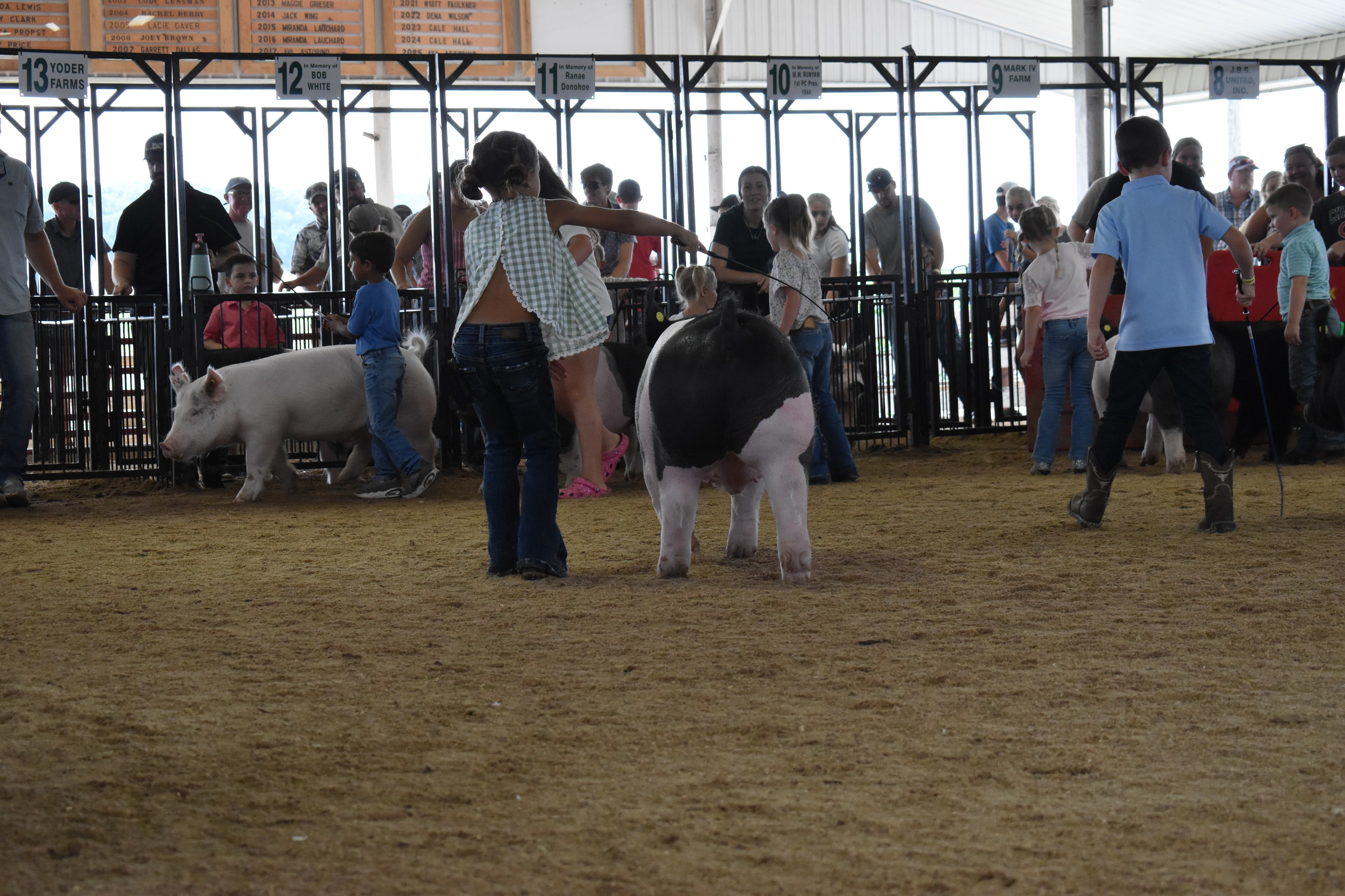 Wide arena shot from behind with older girl in floral top and tiny toddler in red-striped pants steering large black-and-white Hampshire cross pig toward boy in teal polo and packed crowd in Yoder Farms, Bob White, Ranae Donohoe, KK Farm, Mark IV Farm pens 8–13 behind at Champaign County Fair