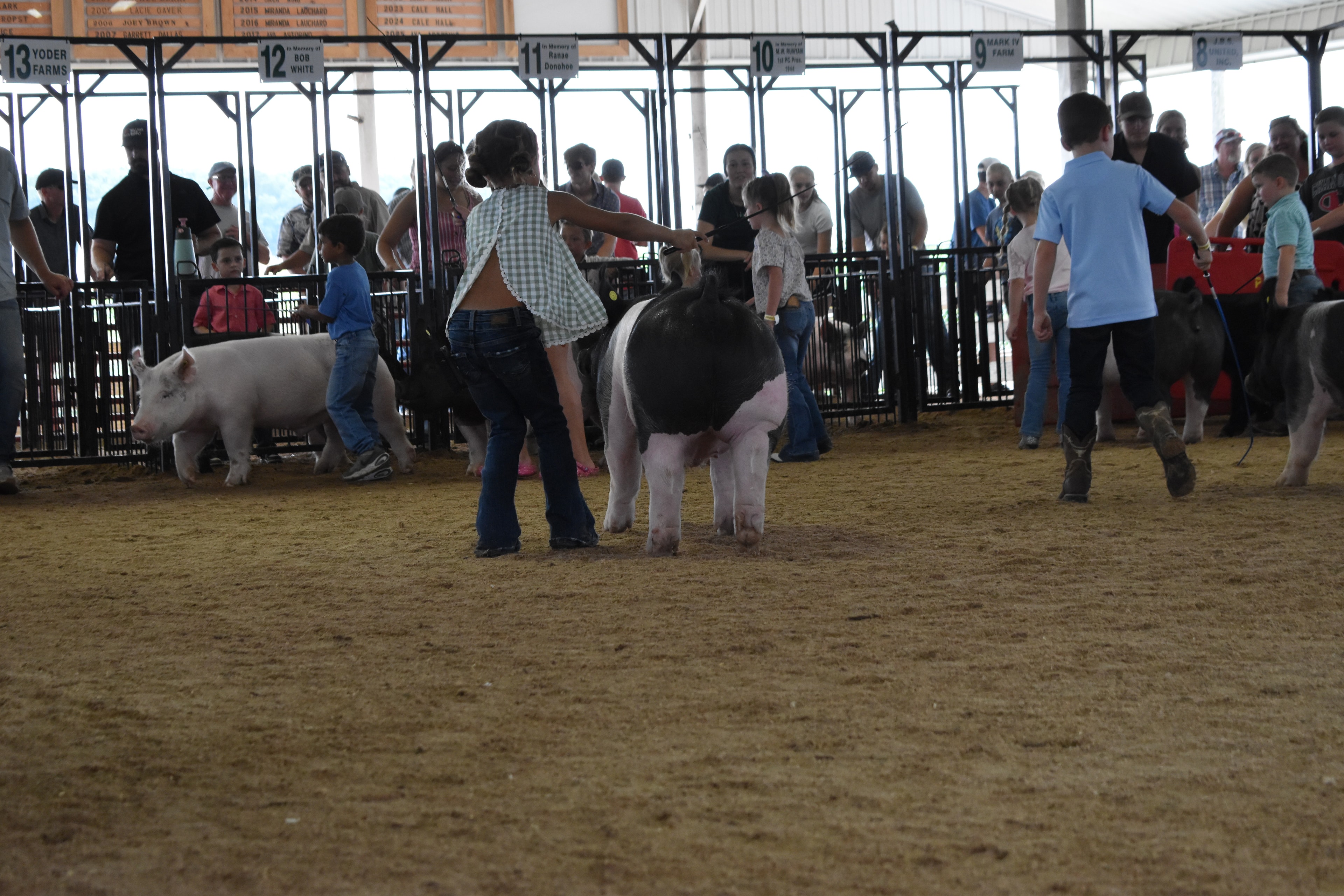 Judge in green shirt bending down to shake hands with tiny toddler in red-striped pants while older girl in floral top and boy in teal polo look on with packed crowd in Mark Sommer pen 2 behind at Champaign County Fair