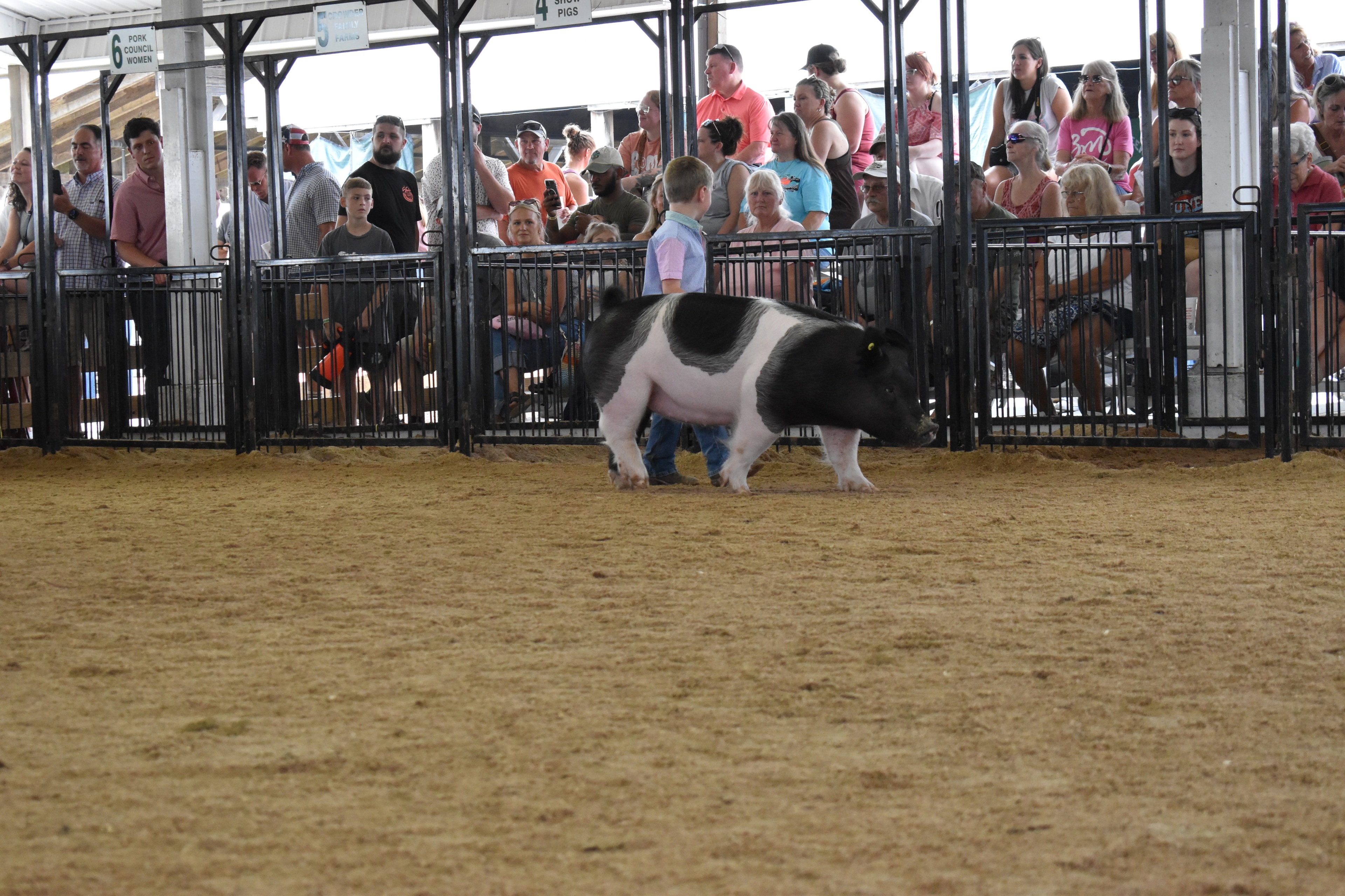 Wide arena shot from behind with judge in green shirt bending toward tiny toddler in red-striped pants while older girl in floral top and boy in teal polo look on with packed crowd in Yoder Farms, Bob White, Ranae Donohoe, KK Farm, Mark IV Farm pens 8–13 behind at Champaign County Fair