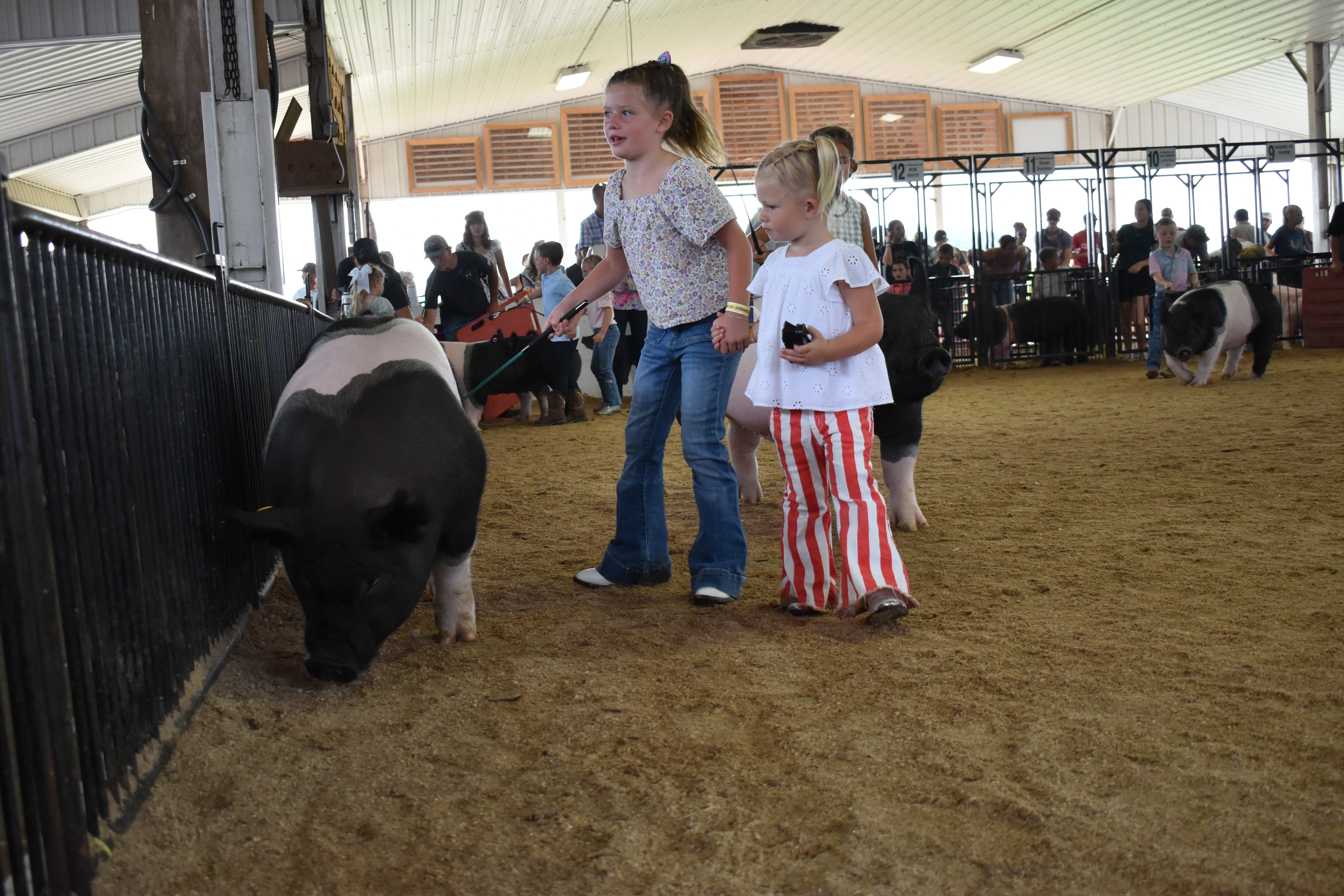 Wide arena shot from behind with older girl in floral top and tiny toddler in red-striped pants steering large black-and-white Hampshire cross pig toward boy in teal polo with packed crowd in Yoder Farms, Bob White, Ranae Donohoe, KK Farm, Mark IV Farm pens 8–13 behind at Champaign County Fair
