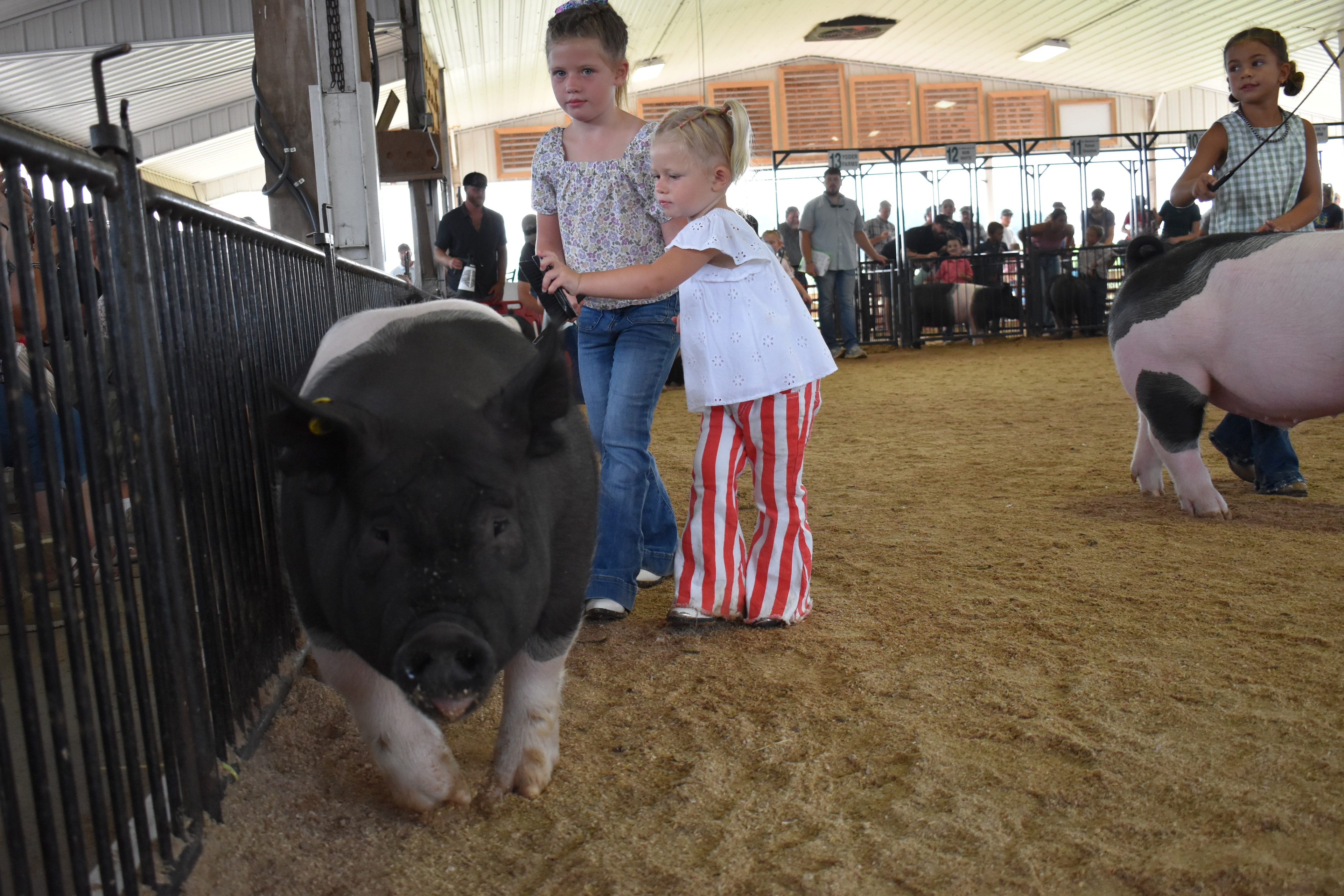 Wide arena shot with girl in gingham top steering large black-and-white Hampshire cross pig from behind toward Yoder Farms, Bob White, Ranae Donohoe, KK Farm, Mark IV Farm pens 8–13 with white Yorkshire pig at left and boy in light blue polo at right and packed crowd behind at Champaign County Fair