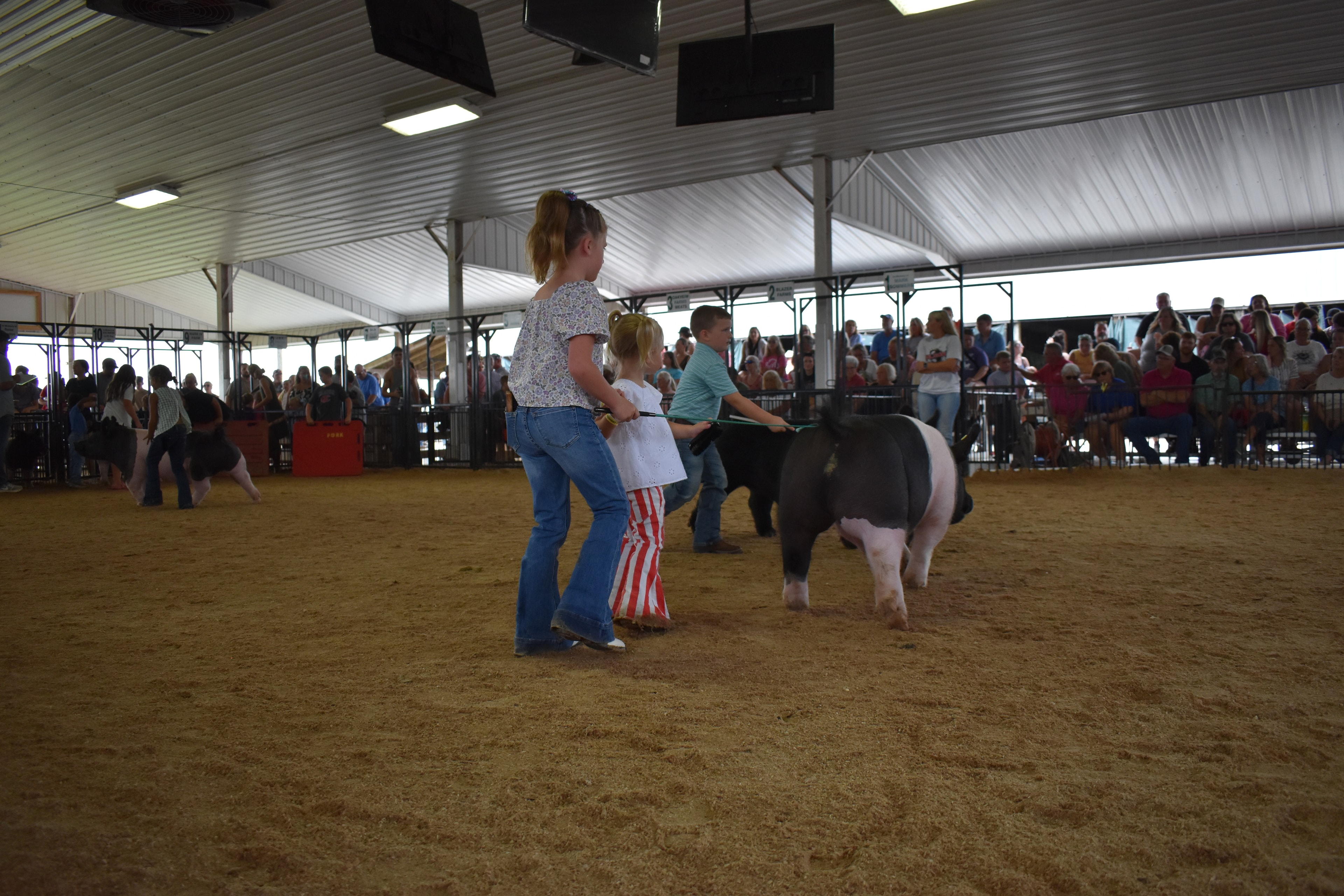 Wide arena shot with girl in gingham top steering large black-and-white Hampshire cross pig from behind toward Yoder Farms, Bob White, Ranae Donohoe, KK Farm, Mark IV Farm pens 8–13 with white Yorkshire pig at left and boy in light blue polo at right and packed crowd behind at Champaign County Fair