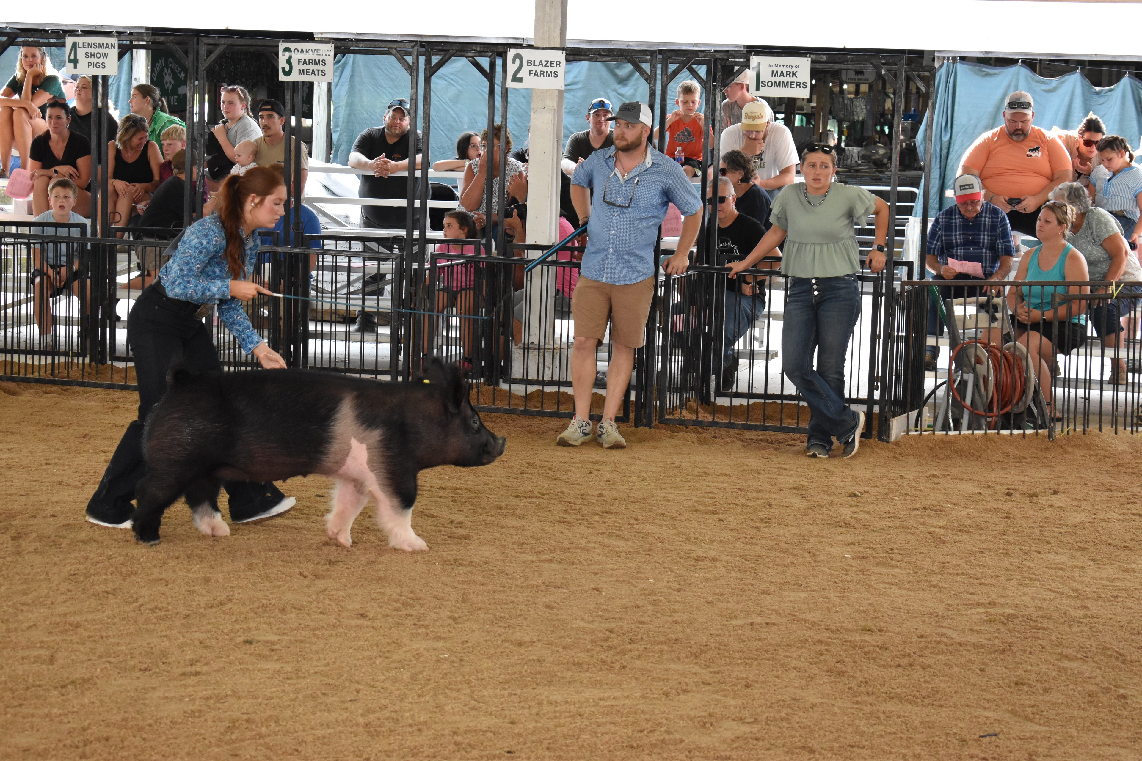 Handler showing black and white pig in the arena