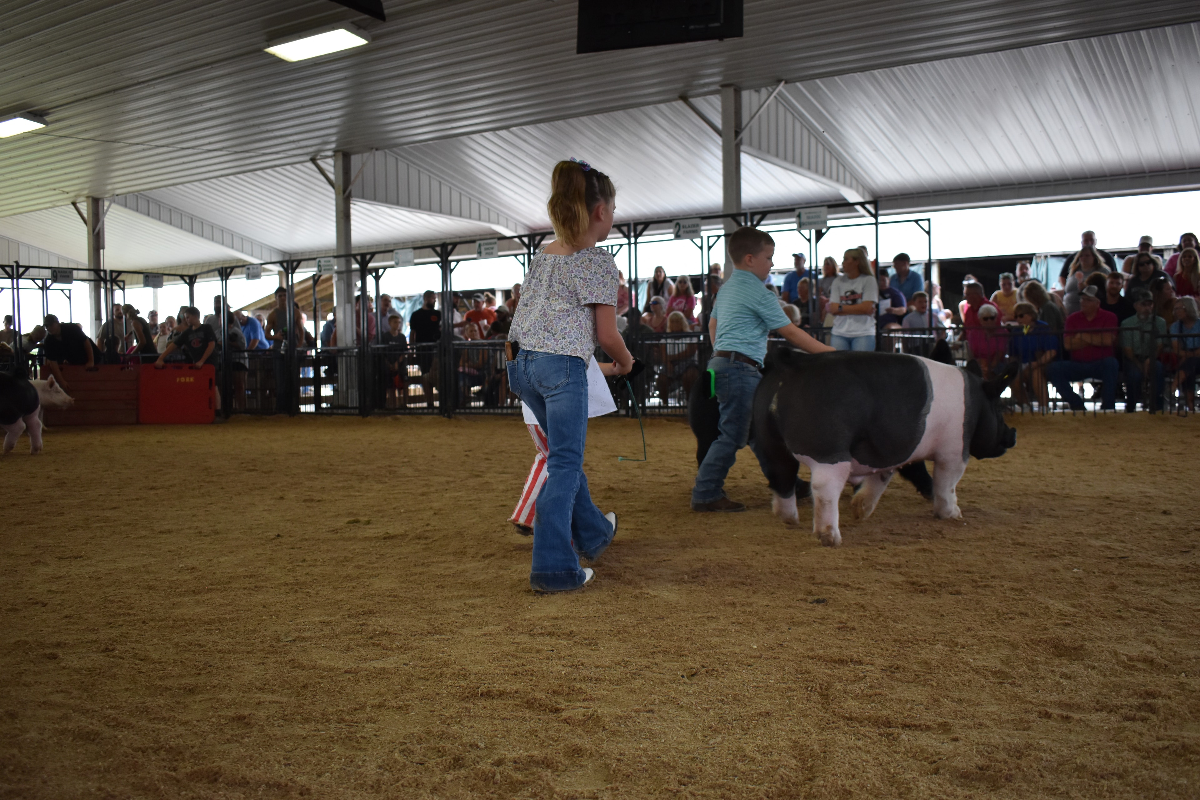 Wide arena shot with girl in gingham top steering large black-and-white Hampshire cross pig from behind toward Yoder Farms, Bob White, Ranae Donohoe, KK Farm, Mark IV Farm pens 8–13 with white Yorkshire pig at left and multiple exhibitors and packed crowd behind at Champaign County Fair