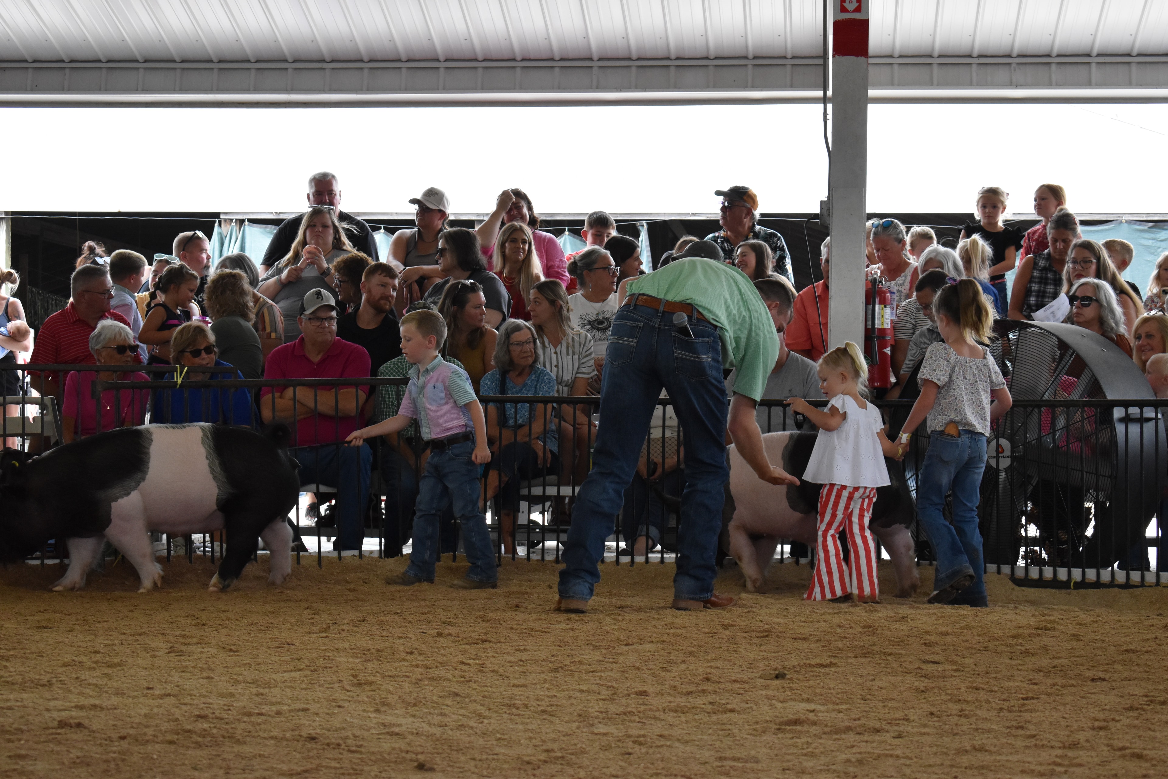 Girl in Falcons t-shirt steering black-and-white Hampshire cross pig while judge in green shirt coaches small boy near Oakview Farms Meats pen 3, Blazer Farms pen 2, and Mark Sommers pen 1 with packed crowd behind at Champaign County Fair