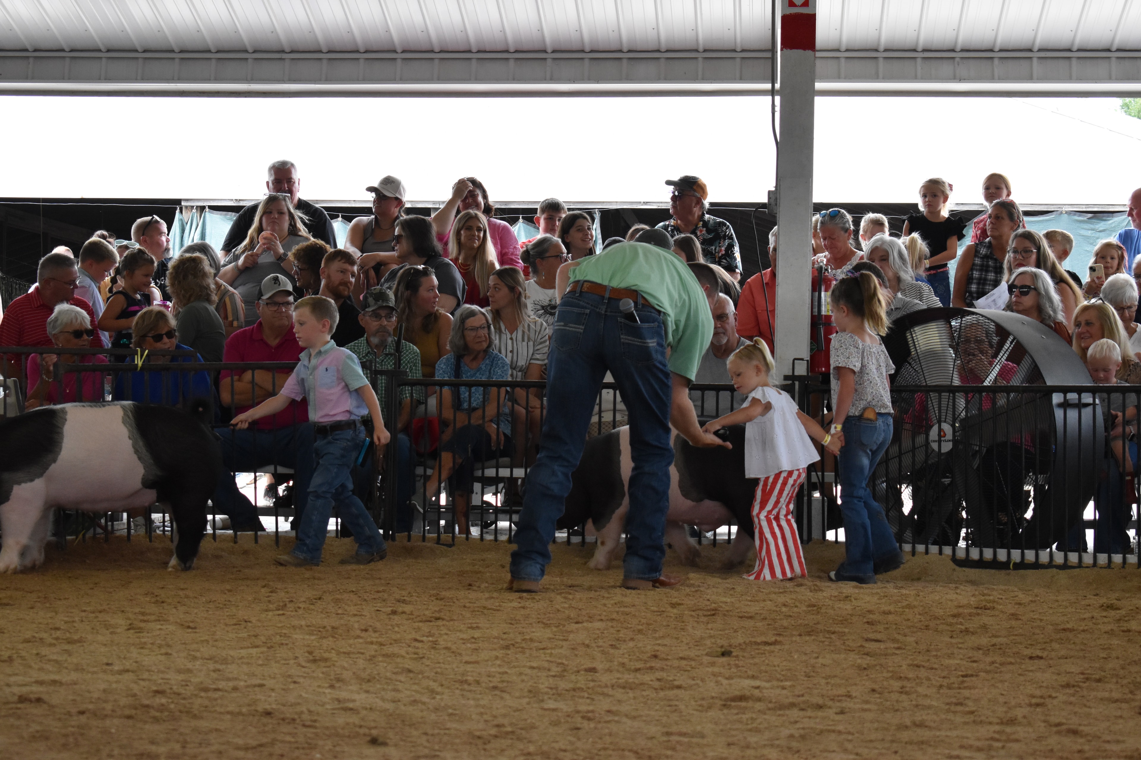 Close-up of judge in green shirt bending down to coach small boy in teal striped polo shirt steering black pig with red PORK board and Pork Council Women pen 6 and packed crowd of spectators filming on phones behind at Champaign County Fair