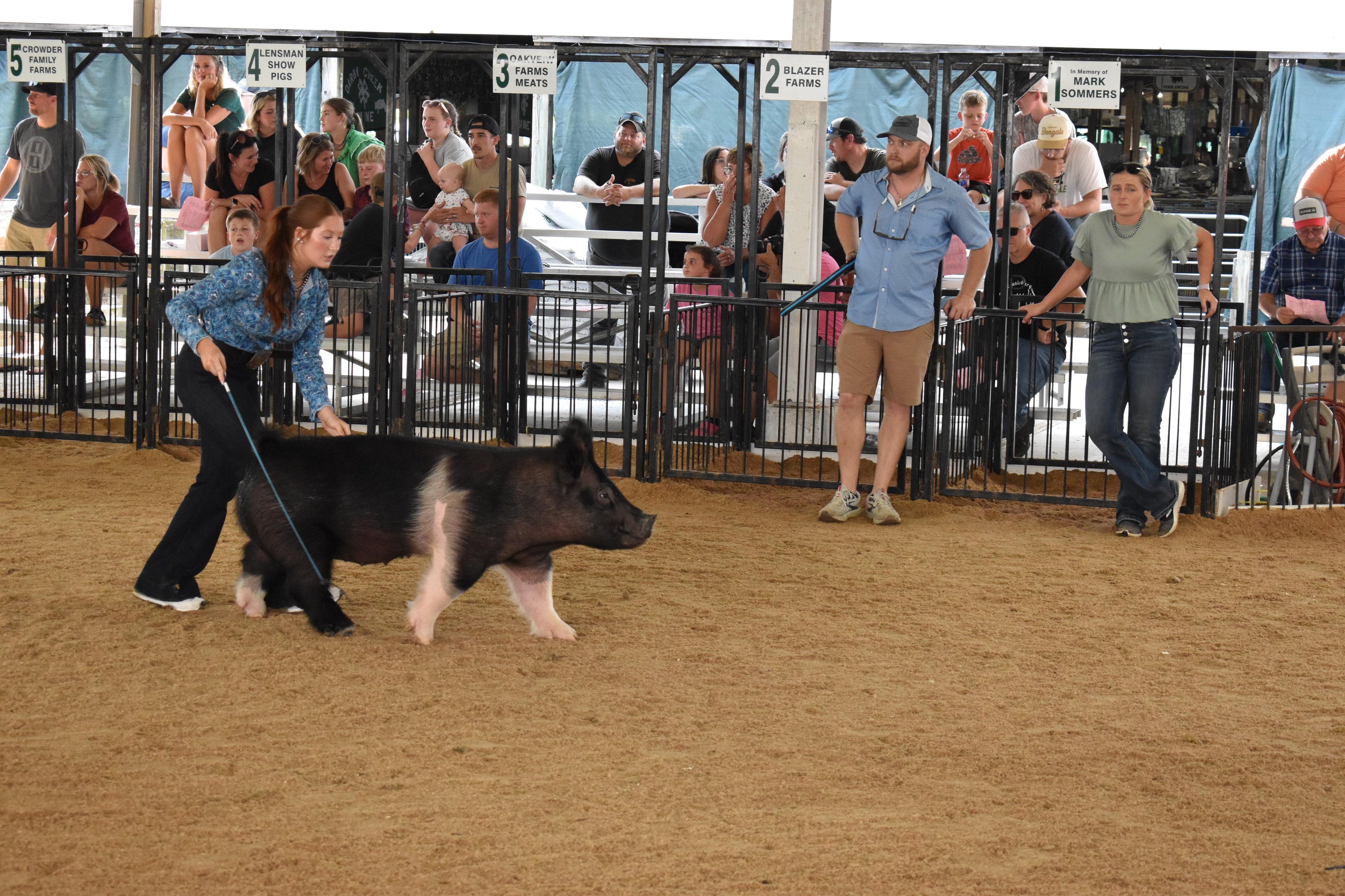 Girl showing pig at Champaign County Fair