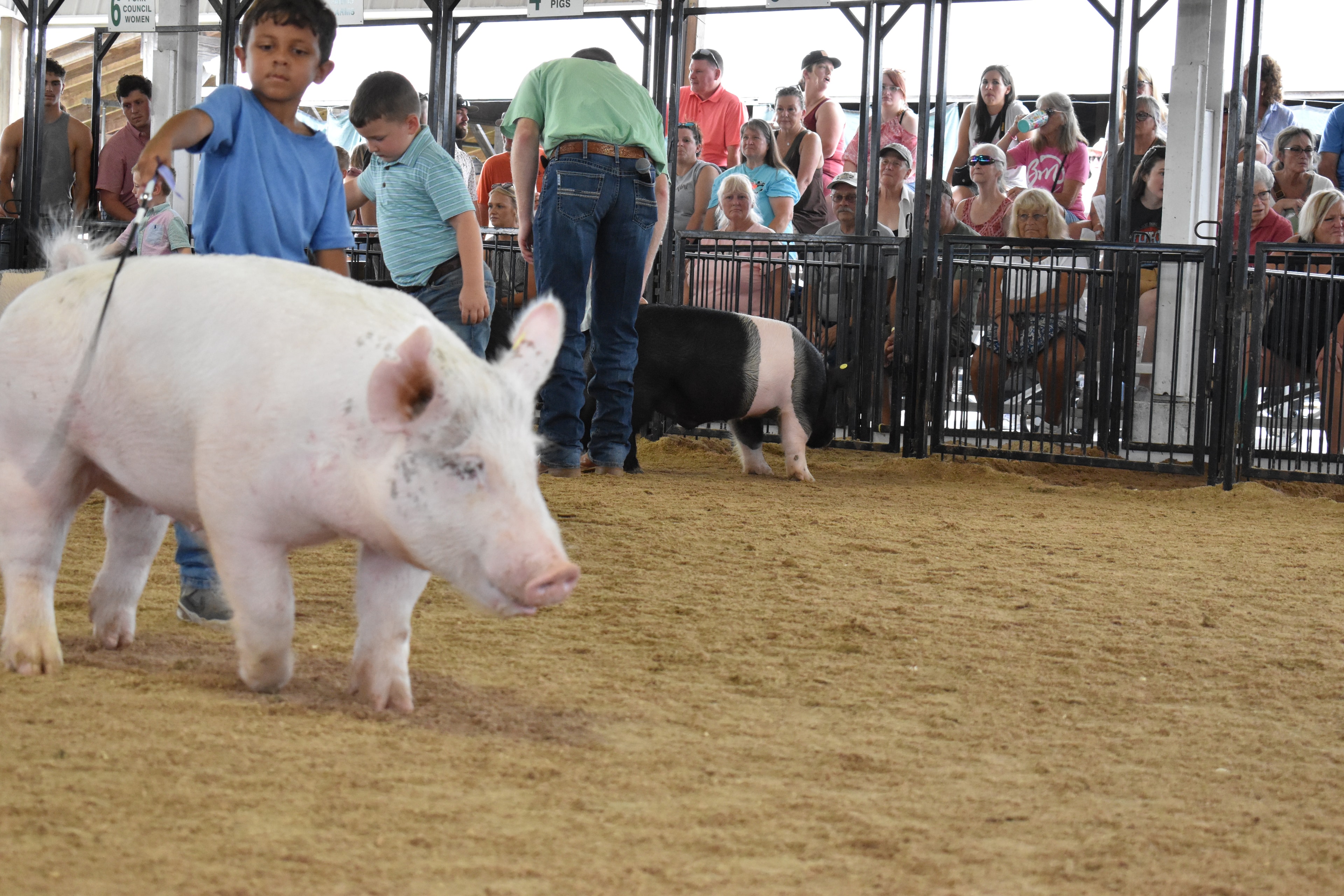 Wide arena shot with large white Yorkshire pig and boy in blue shirt in foreground and judge in green shirt bending toward tiny girl in red-striped pants and boy in pink polo with black-and-white Hampshire cross pig and packed crowd behind at Champaign County Fair