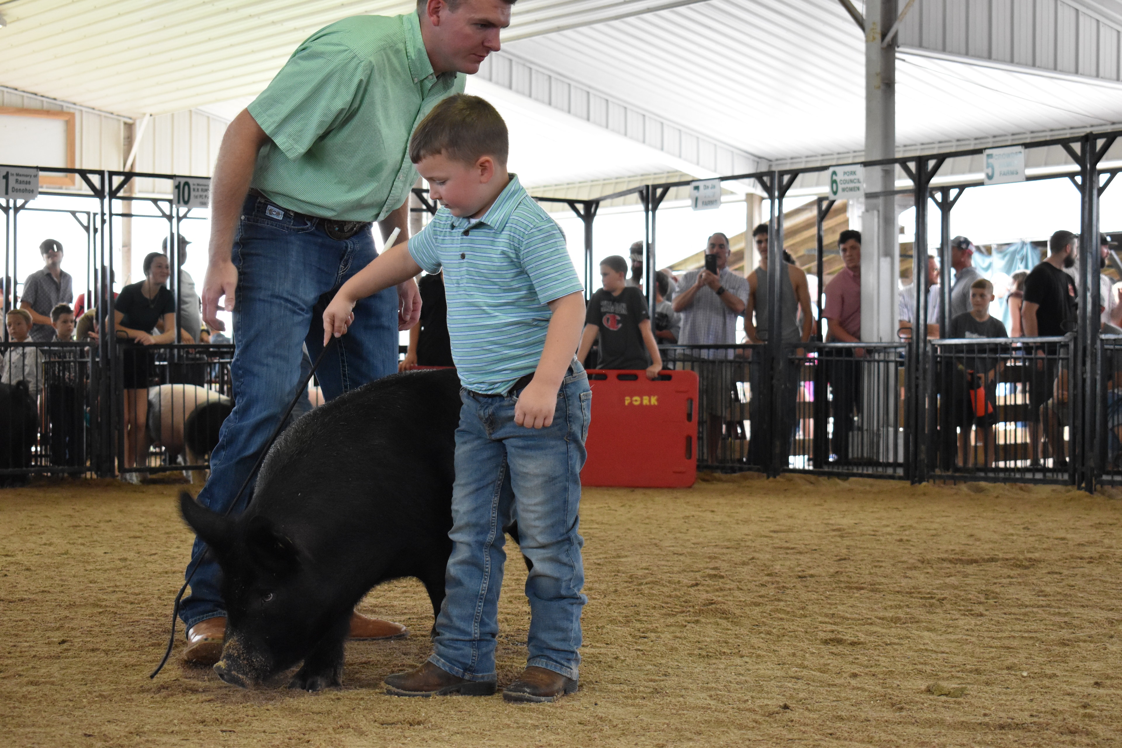 Wide arena shot with judge in green shirt bending toward tiny girl in red-striped pants steering black-and-white Hampshire cross pig while boy in pink polo and girl in floral shirt assist with packed crowd and cooling fan behind at Champaign County Fair