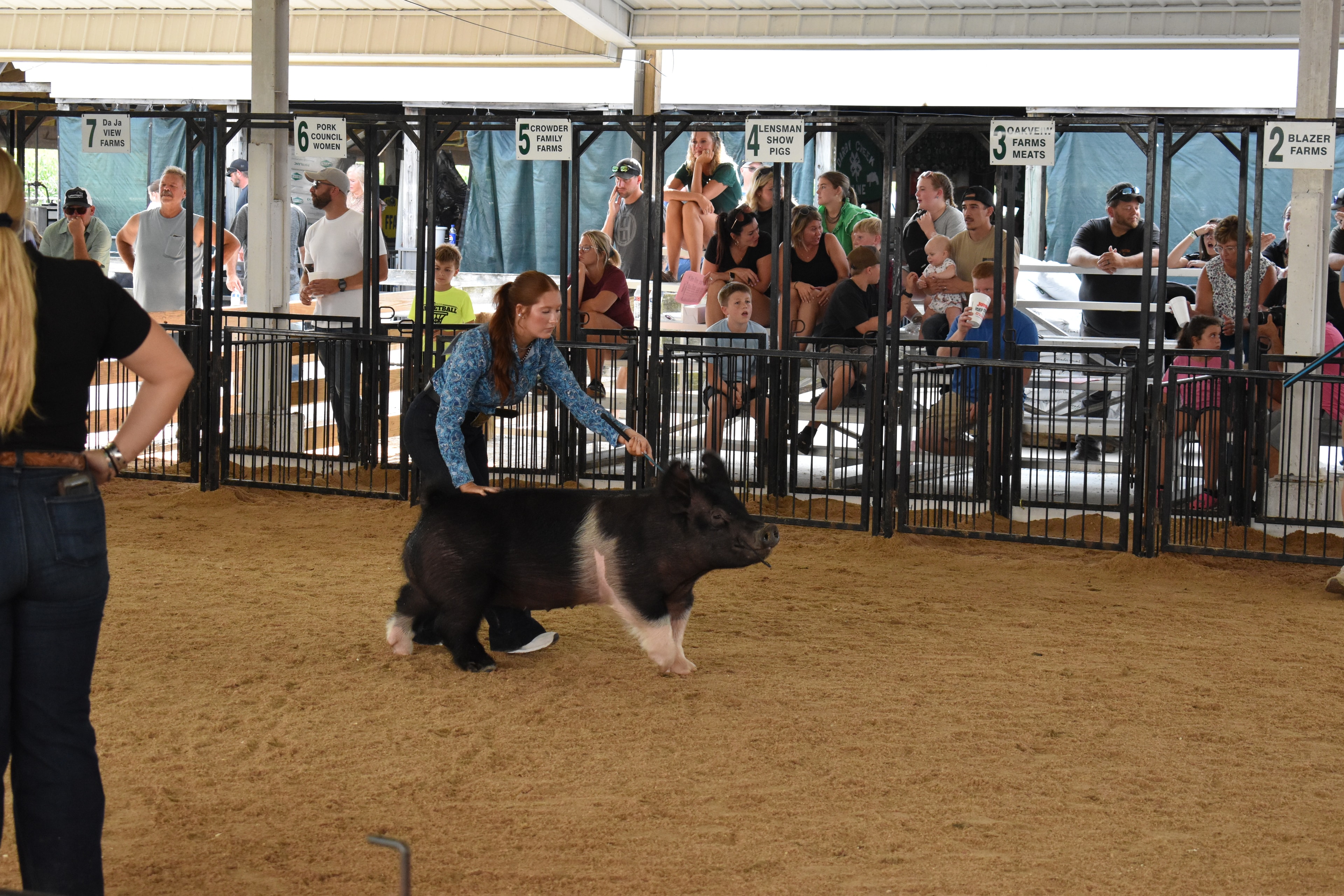 Pig show competition at county fair arena