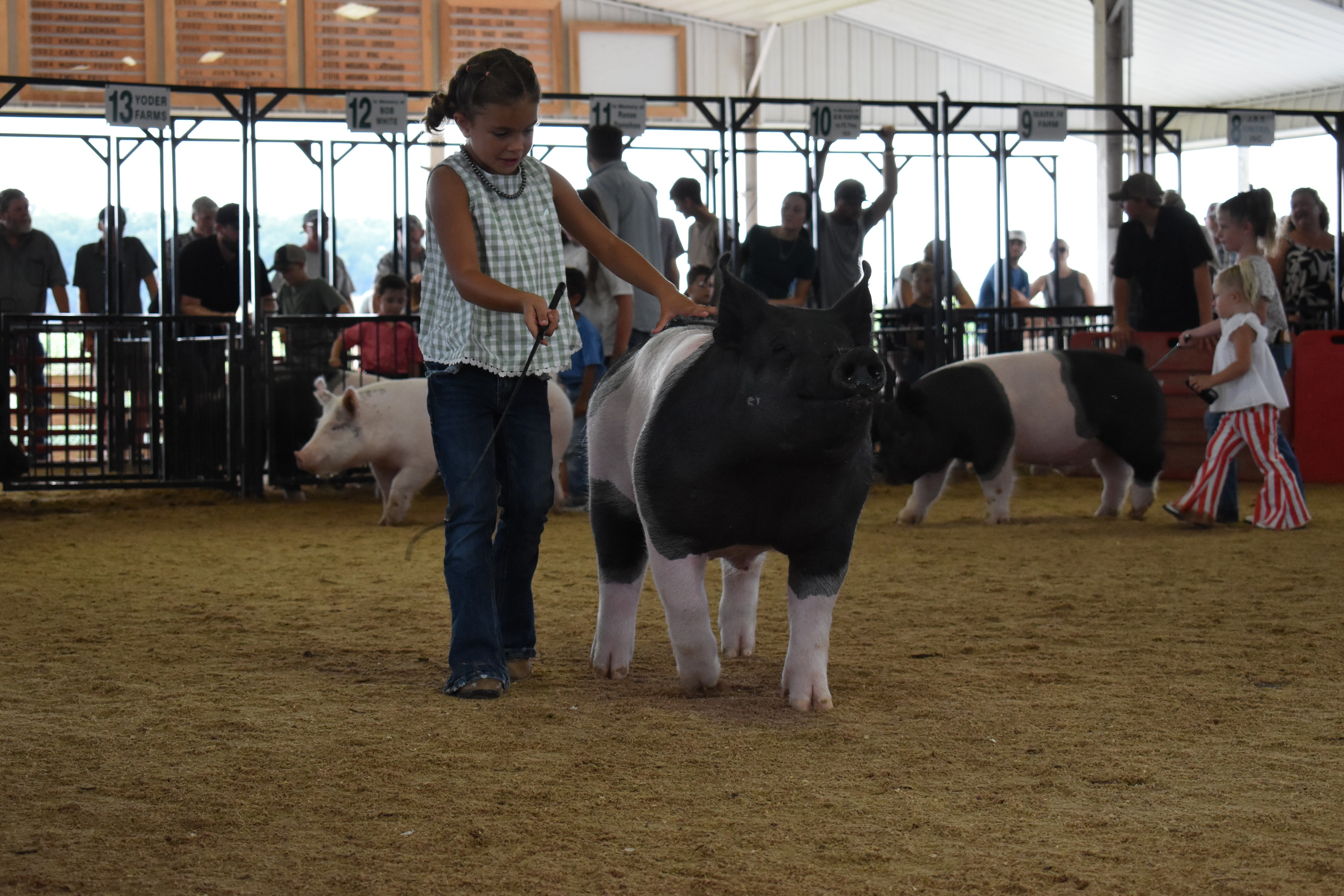 Girl in green gingham sleeveless top steering large black-and-white Hampshire cross pig from behind toward camera with show stick in right hand and Lensman Show Pigs pen 4 and Pork Council Women pen 6 and Mark IV Farm pen 1 signs and packed crowd of spectators behind at Champaign County Fair