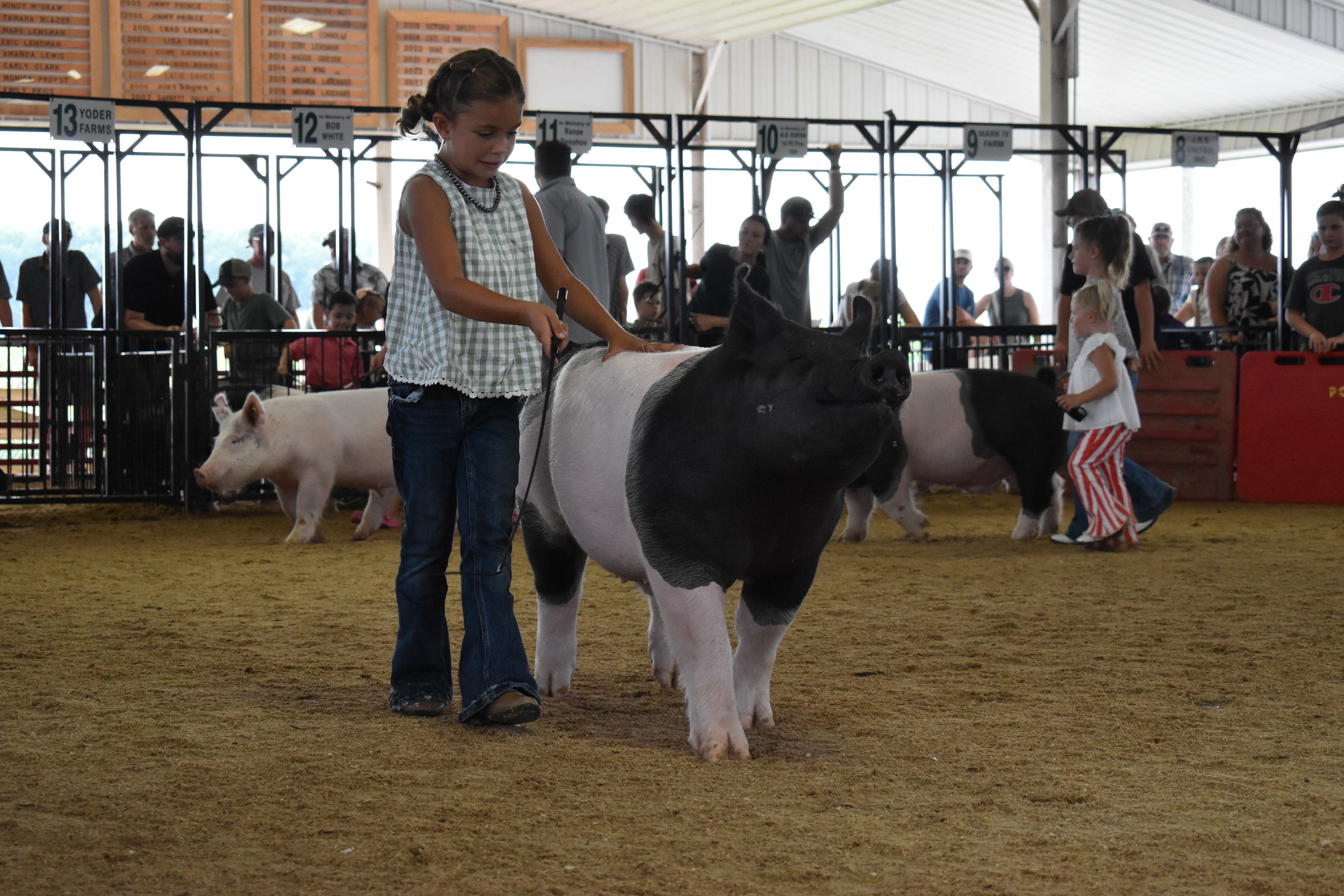 Girl in green gingham sleeveless top steering large black-and-white Hampshire cross pig from behind with show stick while Mark IV Farm pen 9 and Ranae Donohoe pen 11 and Lensman Show Pigs pen 4 signs and packed crowd of spectators behind at Champaign County Fair
