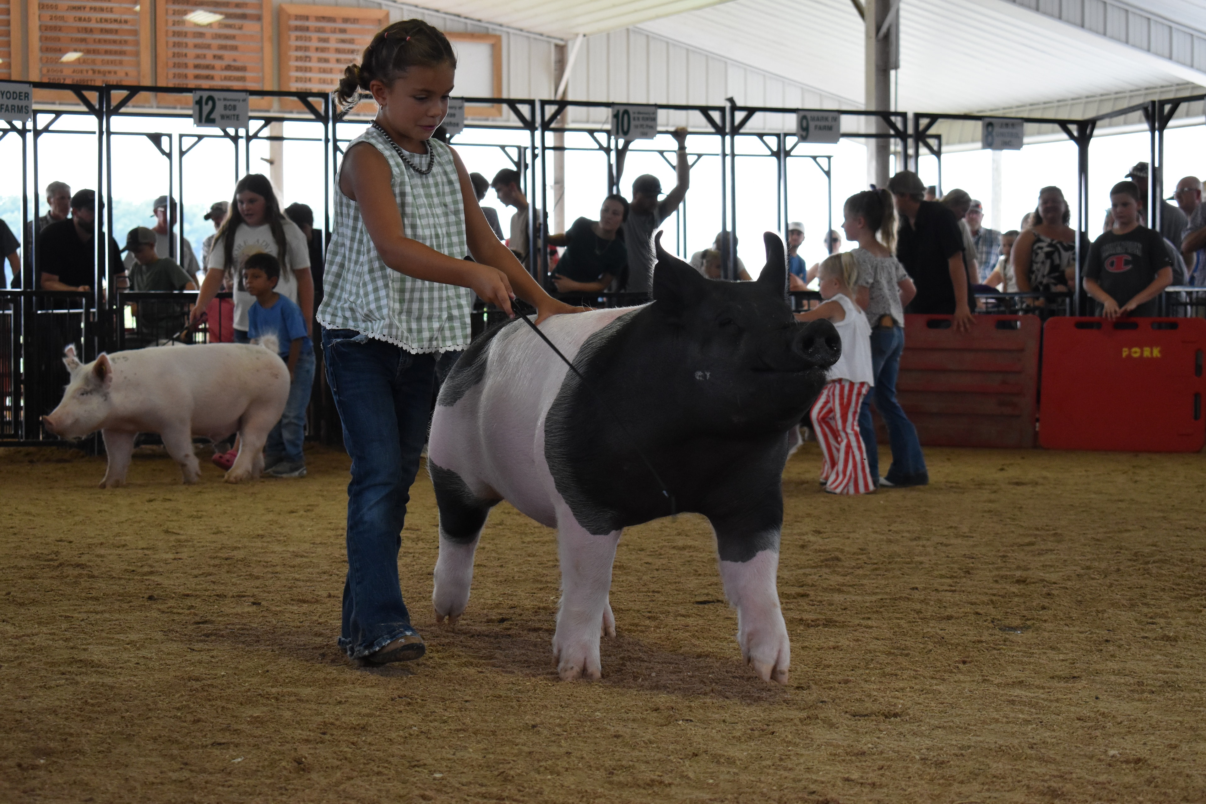 Wide arena shot with judge in green shirt standing at left near Champaign County Pork sign while girl in green gingham top steers large black-and-white Hampshire cross pig from behind and white Yorkshire pig at right with Yoder Farms pen 13 and past champions boards behind at Champaign County Fair