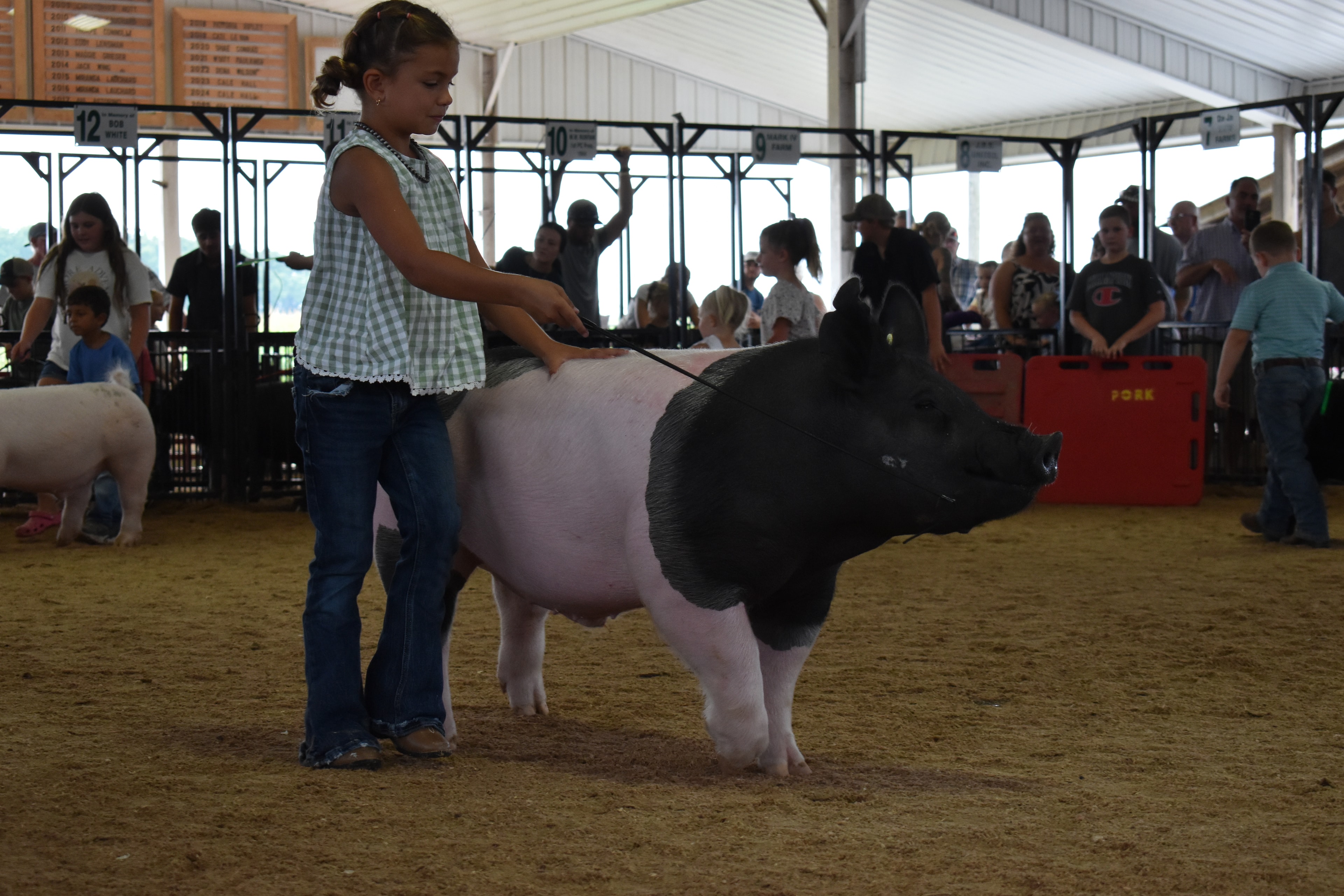 Wide arena shot with multiple exhibitors including girl in green gingham top with black-and-white Hampshire cross pig and older girl in white adventure t-shirt with black-and-white Hampshire cross pig and small children with pigs and Yoder Farms pen 13 and Bob White pen 12 and Ranae Donohoe pen 11 and past champions boards behind at Champaign County Fair
