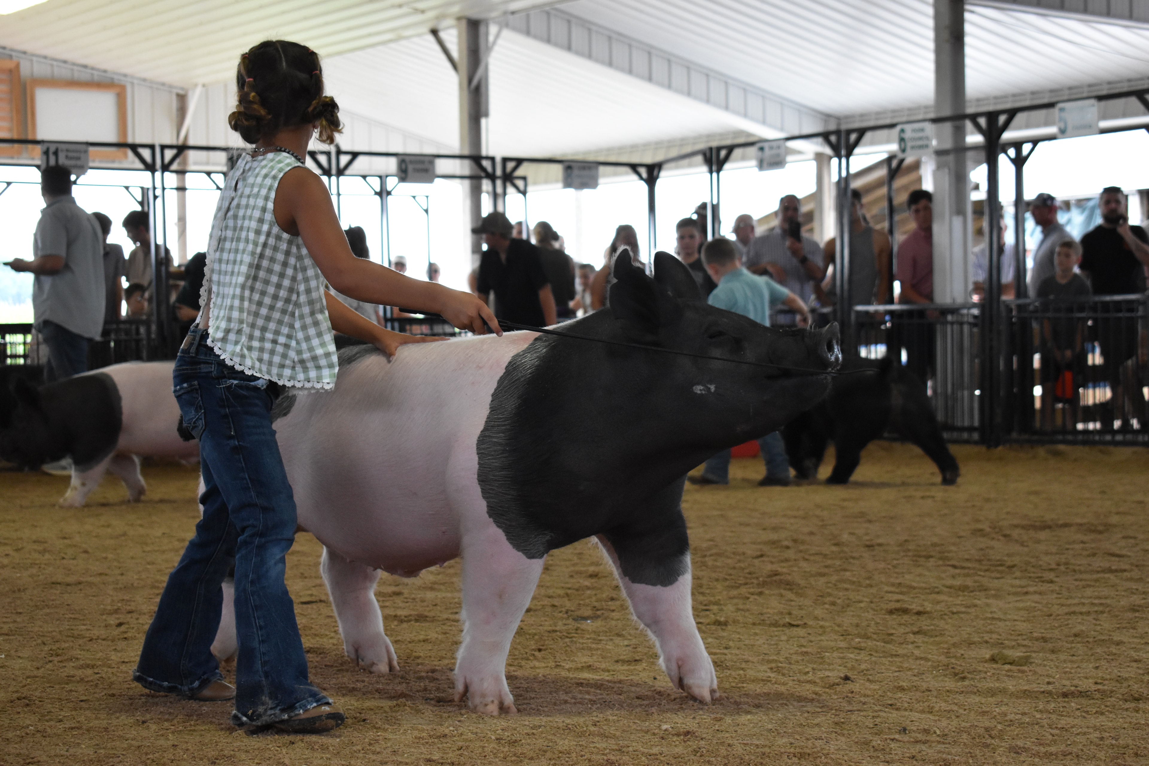 Girl in green gingham sleeveless top steering large black-and-white Hampshire cross pig from side with show stick while tiny girl in red-striped pants with white pig and boy in teal shirt visible behind with Ranae Donohoe pen 11 and Mark IV Farm pen 10 and Mark IV Farm pen 9 signs and packed crowd behind at Champaign County Fair
