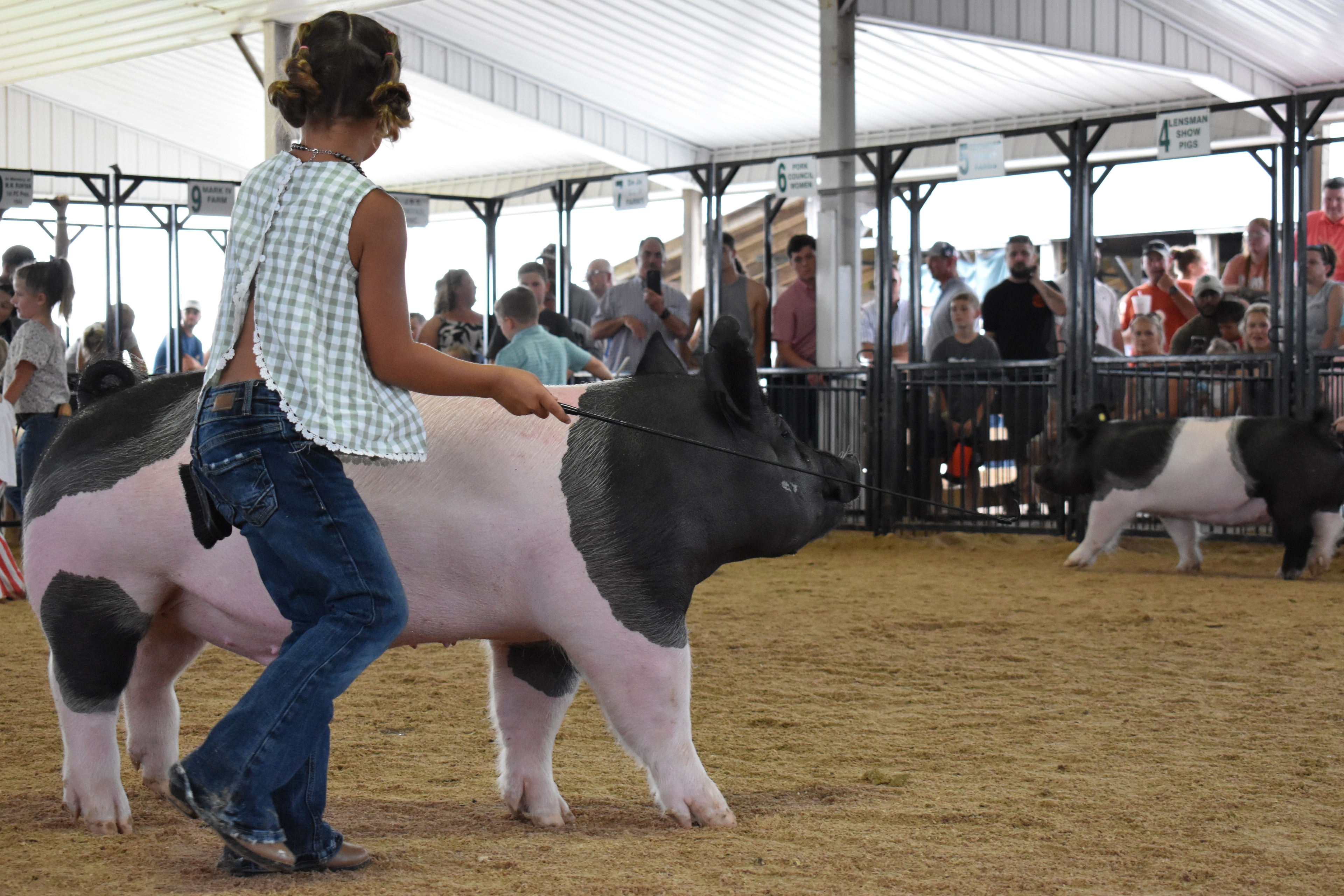 Girl in green gingham sleeveless top steering large black-and-white Hampshire cross pig head-on toward camera with show stick while tiny girl in red-striped pants with white pig and boy in teal shirt visible behind with Yoder Farms pen 13 and Bob White pen 12 and past champions boards behind at Champaign County Fair