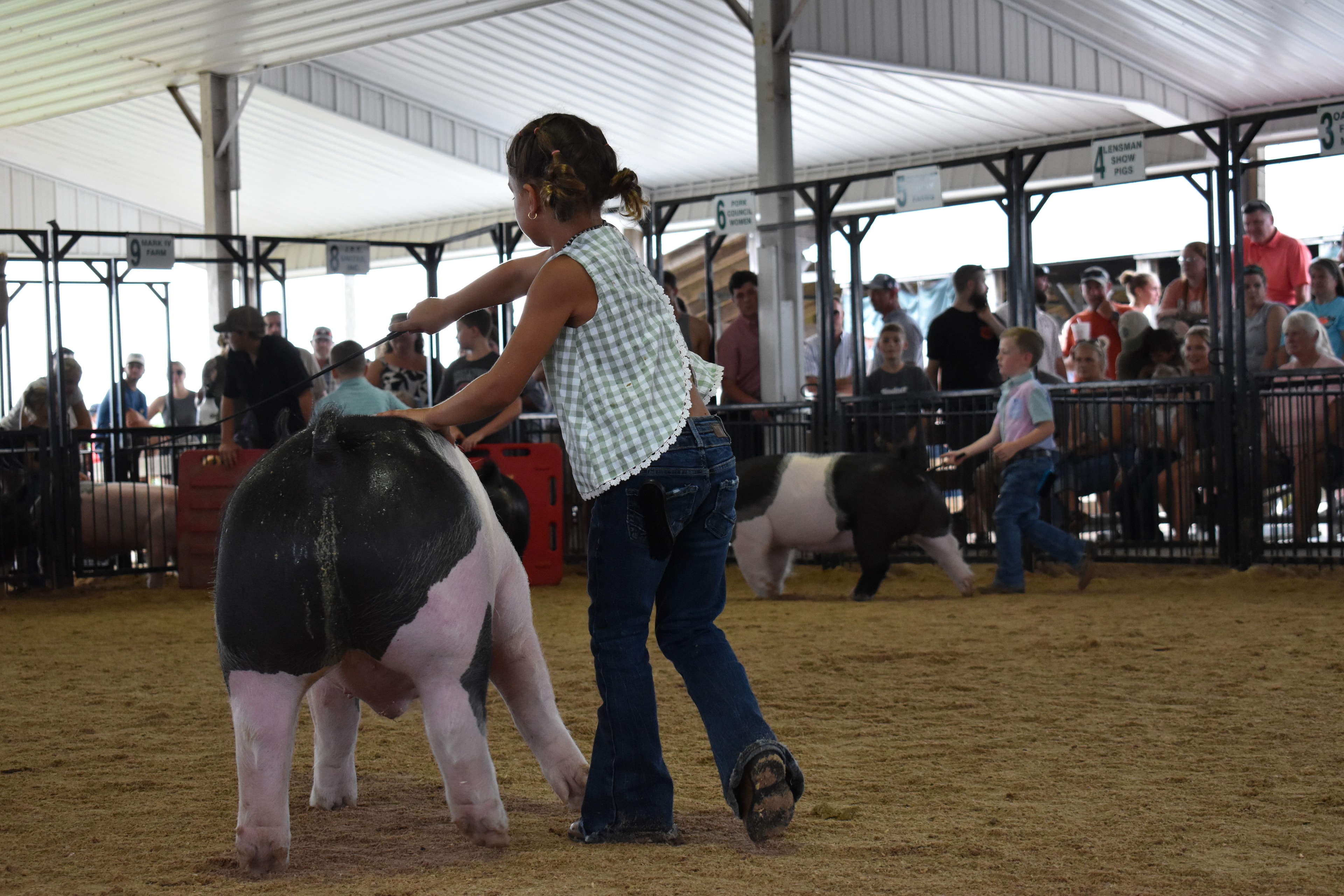 Girl in green gingham sleeveless top steering large black-and-white Hampshire cross pig head-on toward camera with show stick while tiny girl in red-striped pants with white pig and boy in teal shirt visible behind with Yoder Farms pen 13 and Bob White pen 12 and past champions boards behind at Champaign County Fair
