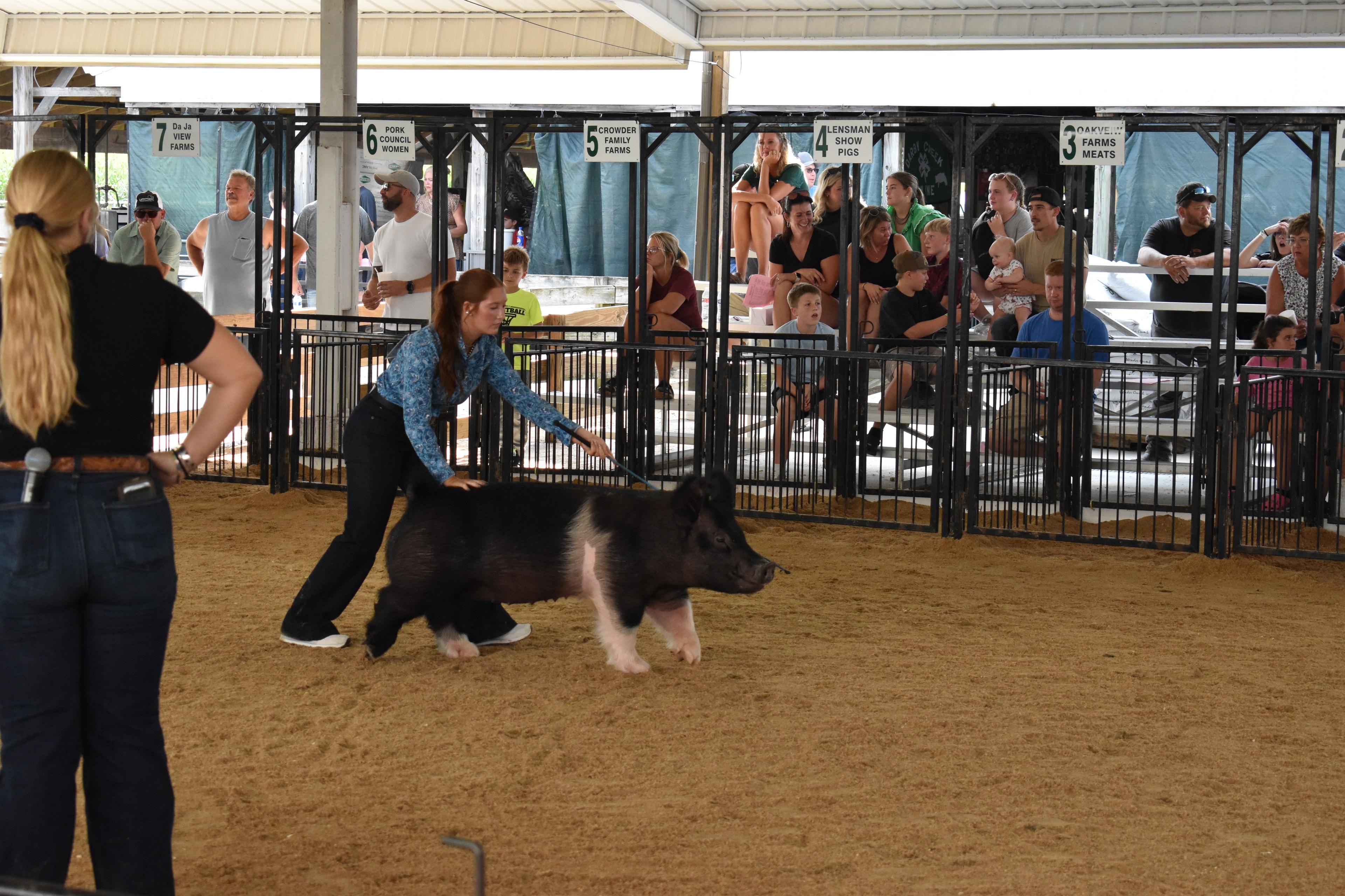 Livestock show handler exhibiting pig