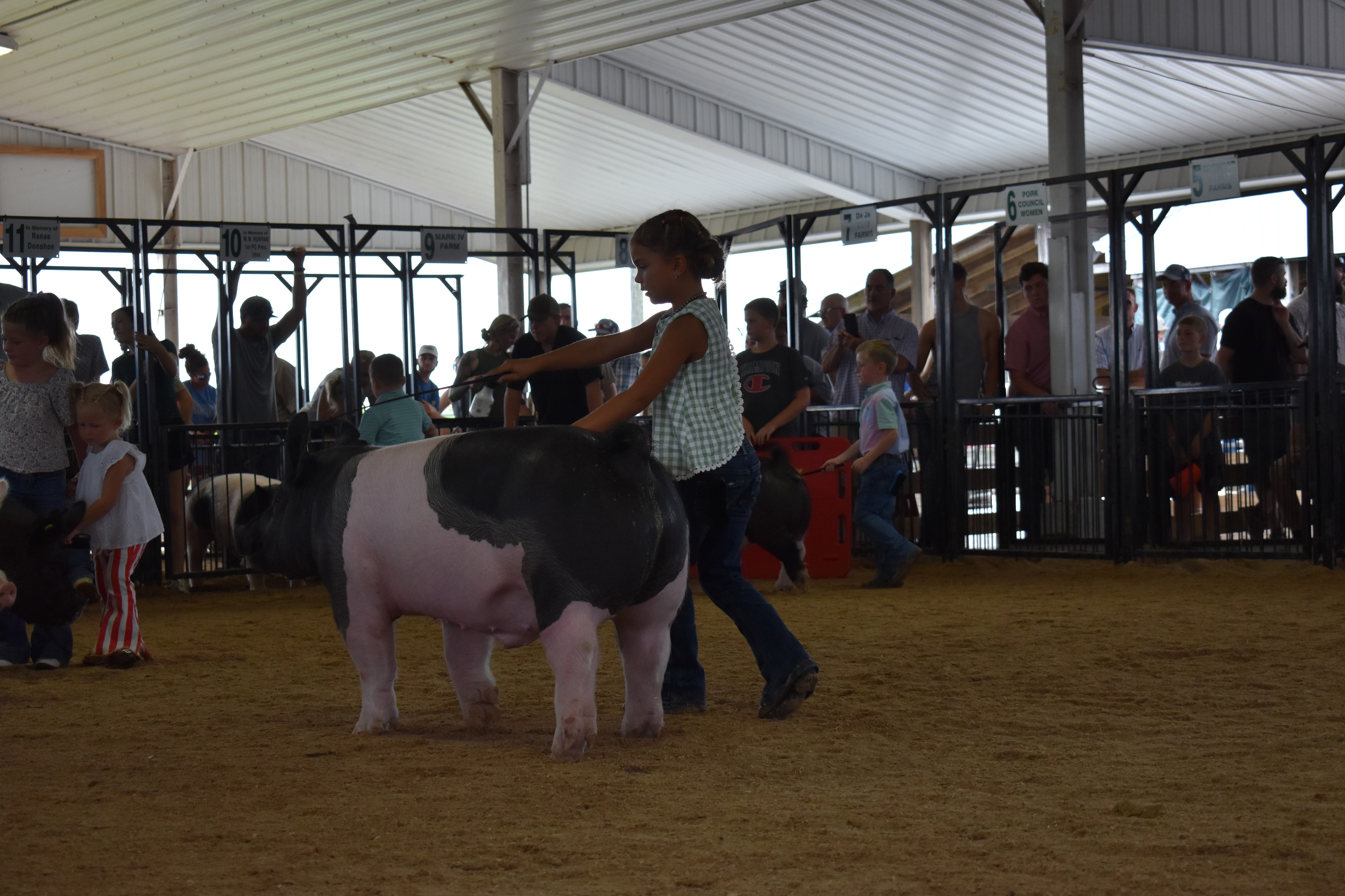 Girl in green gingham sleeveless top steering large black-and-white Hampshire cross pig head-on toward camera with show stick while white Yorkshire pig at left and tiny girl in red-striped pants and PORK barrel and packed crowd behind with Yoder Farms pen 13 and Bob White pen 12 and past champions boards at Champaign County Fair