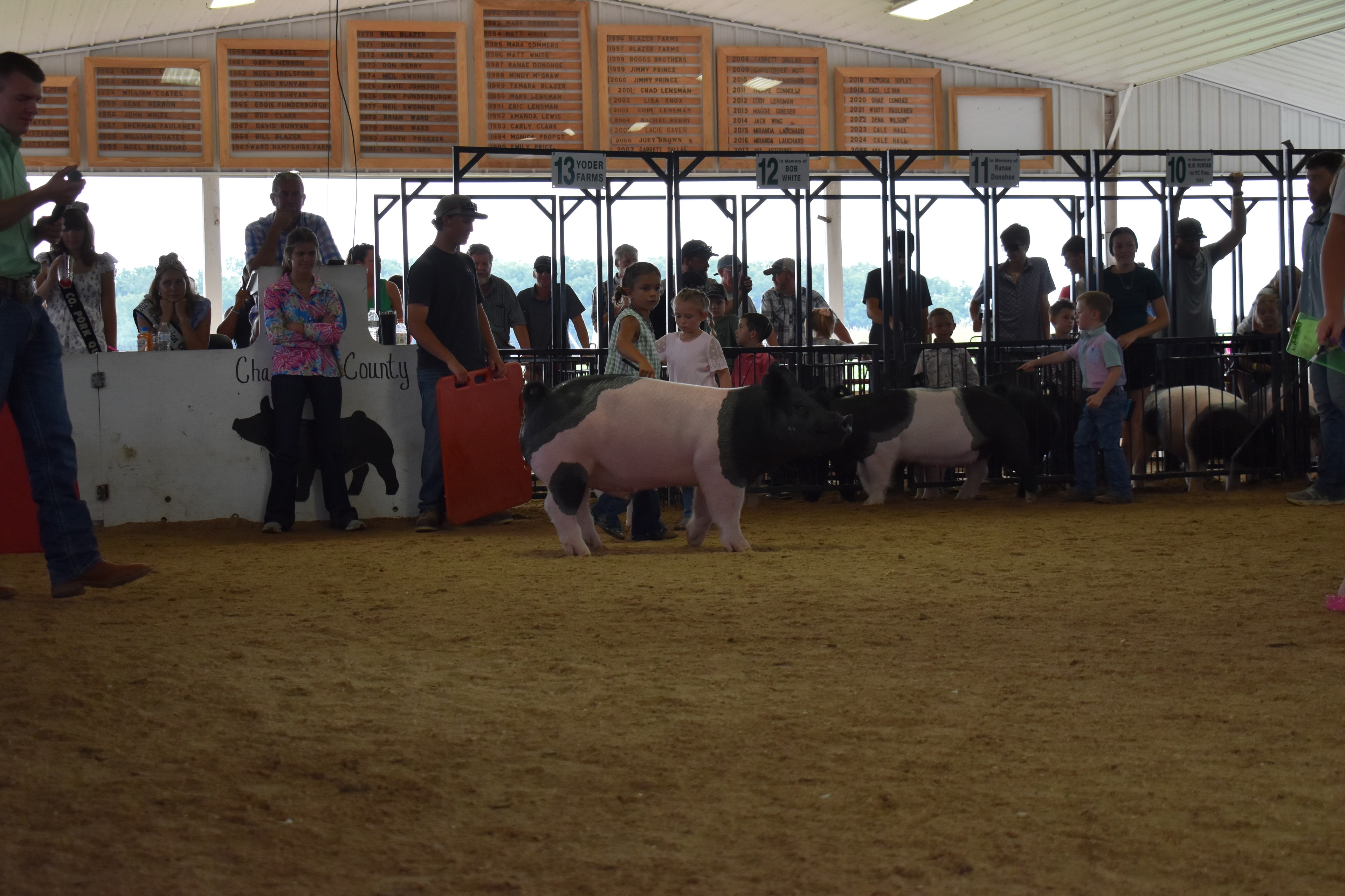 Wide arena shot with judge in mint green shirt at left and girl in green gingham top steering large black-and-white Hampshire cross pig from behind toward Champaign County sign while Pork Queen with sash and packed crowd near Yoder Farms pen 13 and Bob White pen 12 and Ranae Donohoe pen 11 and past champions boards behind at Champaign County Fair