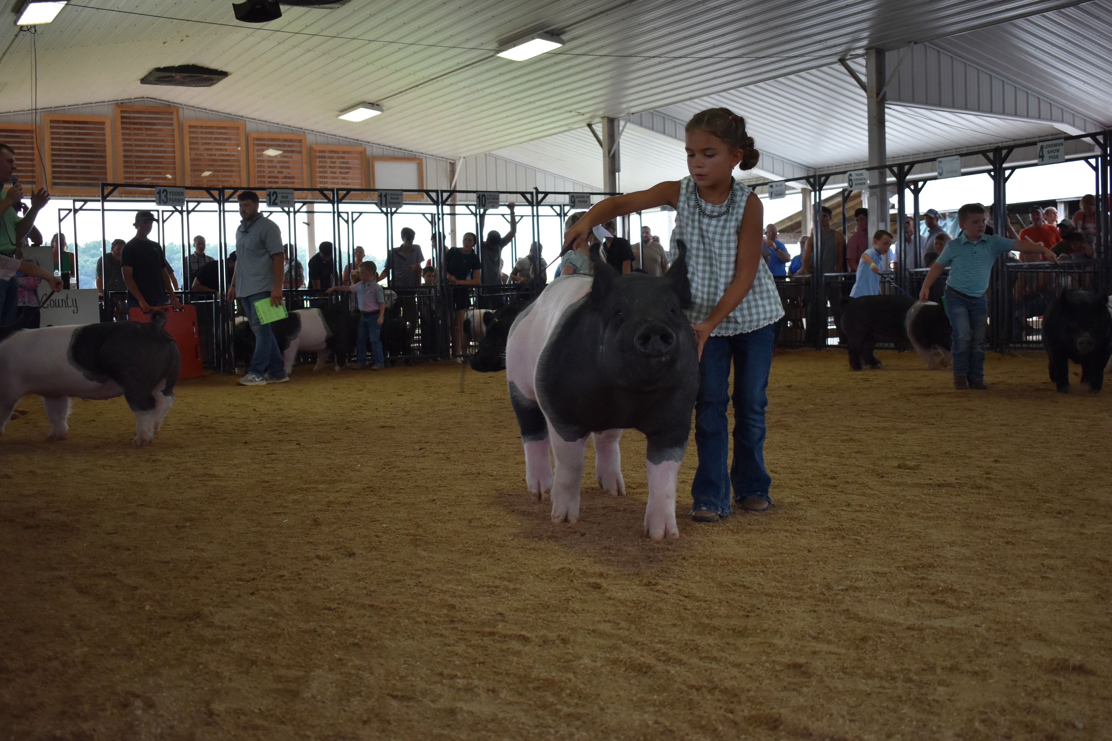Wide arena shot with judge in mint green shirt at left and girl in green gingham top steering large black-and-white Hampshire cross pig from behind toward Champaign County sign while Pork Queen with sash and packed crowd near Yoder Farms pen 13 and Bob White pen 12 and Ranae Donohoe pen 11 and past champions boards behind at Champaign County Fair