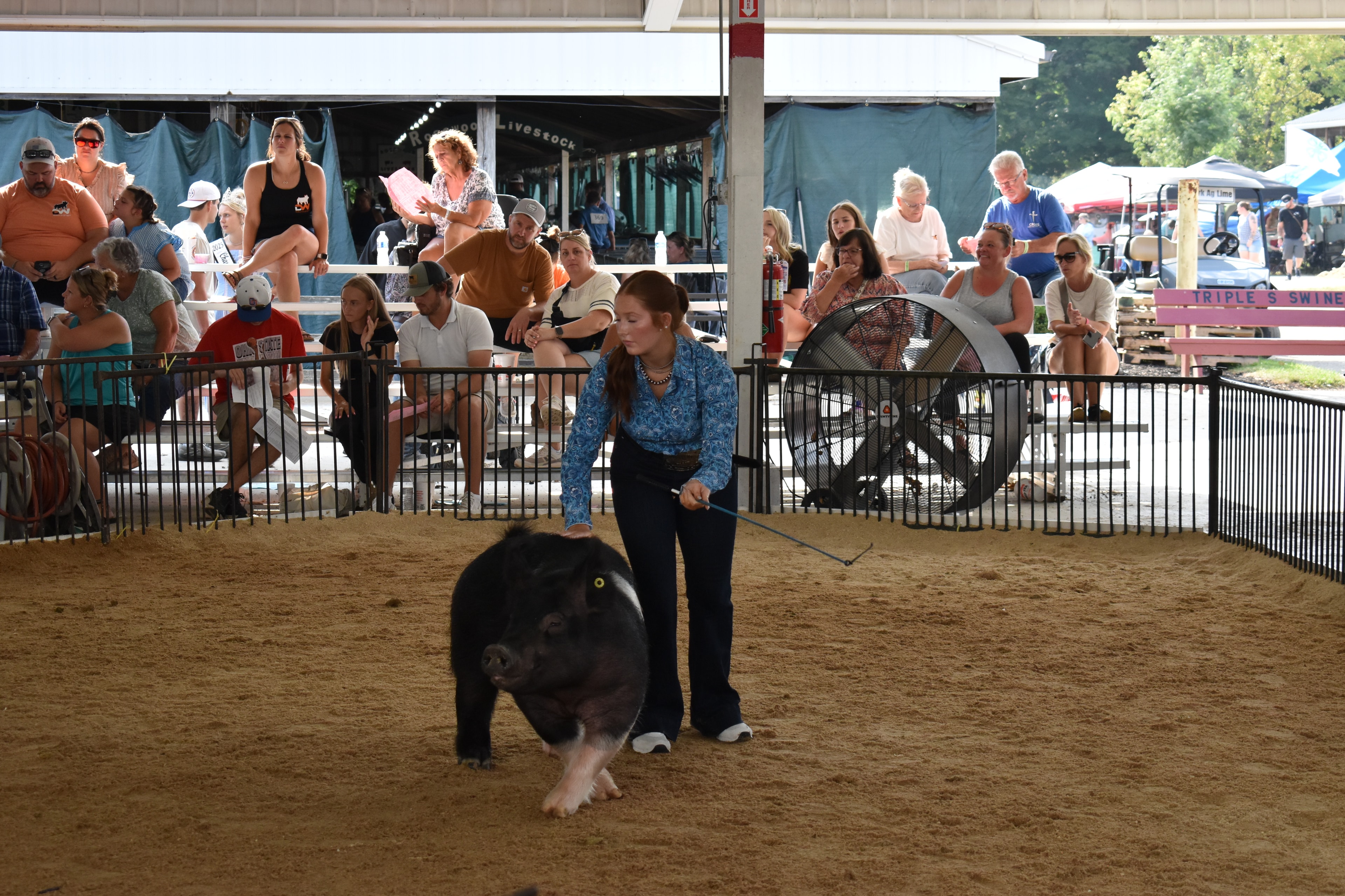 Girl in blue floral shirt showing black pig in the arena at Champaign County Fair