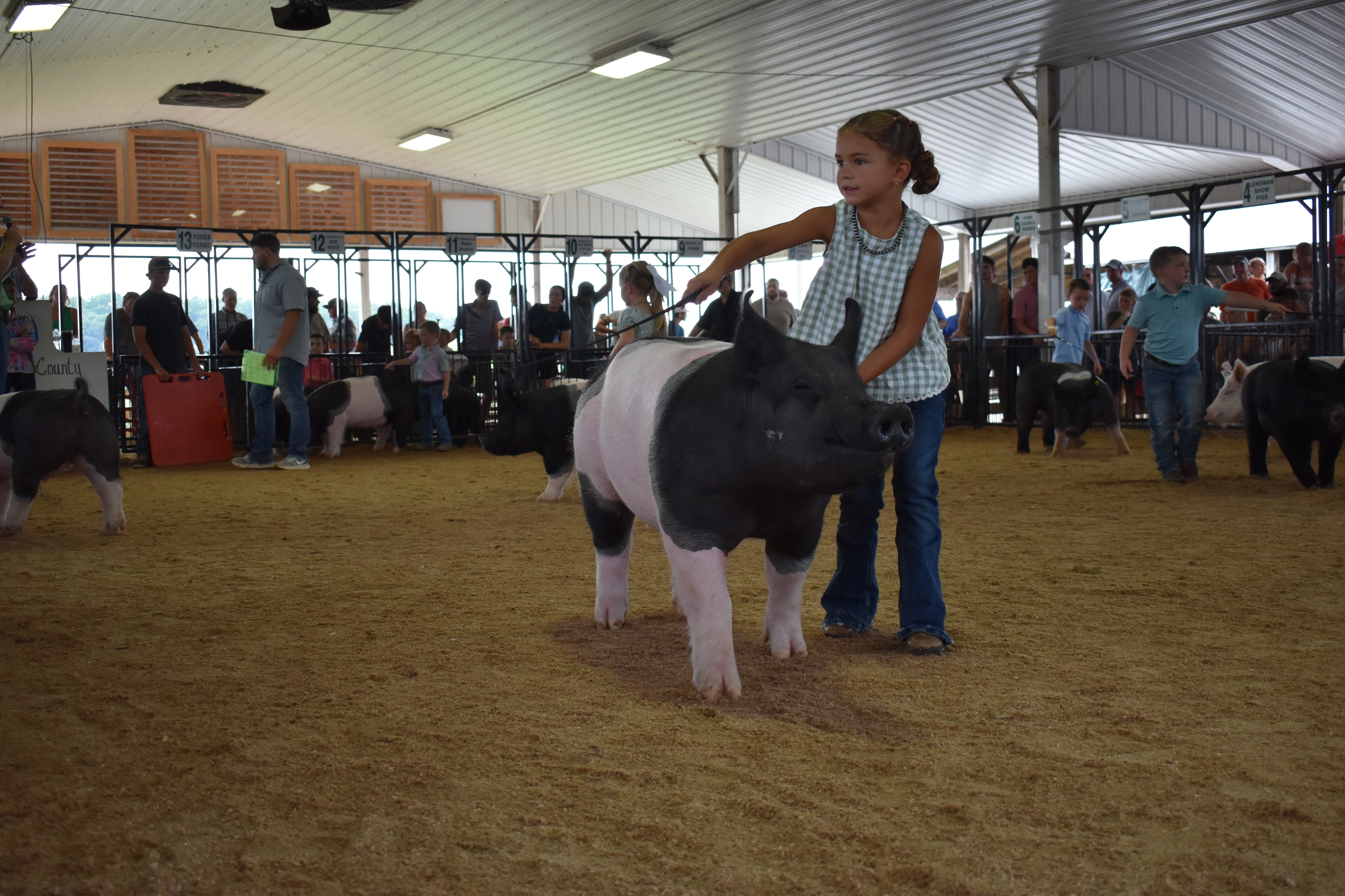 Wide arena shot with judge in mint green shirt at left and girl in green gingham top steering large black-and-white Hampshire cross pig from behind toward Champaign County sign while Pork Queen with sash and small girl in white t-shirt with pig and packed crowd near Yoder Farms pen 13 and Bob White pen 12 and Ranae Donohoe pen 11 and past champions boards behind at Champaign County Fair