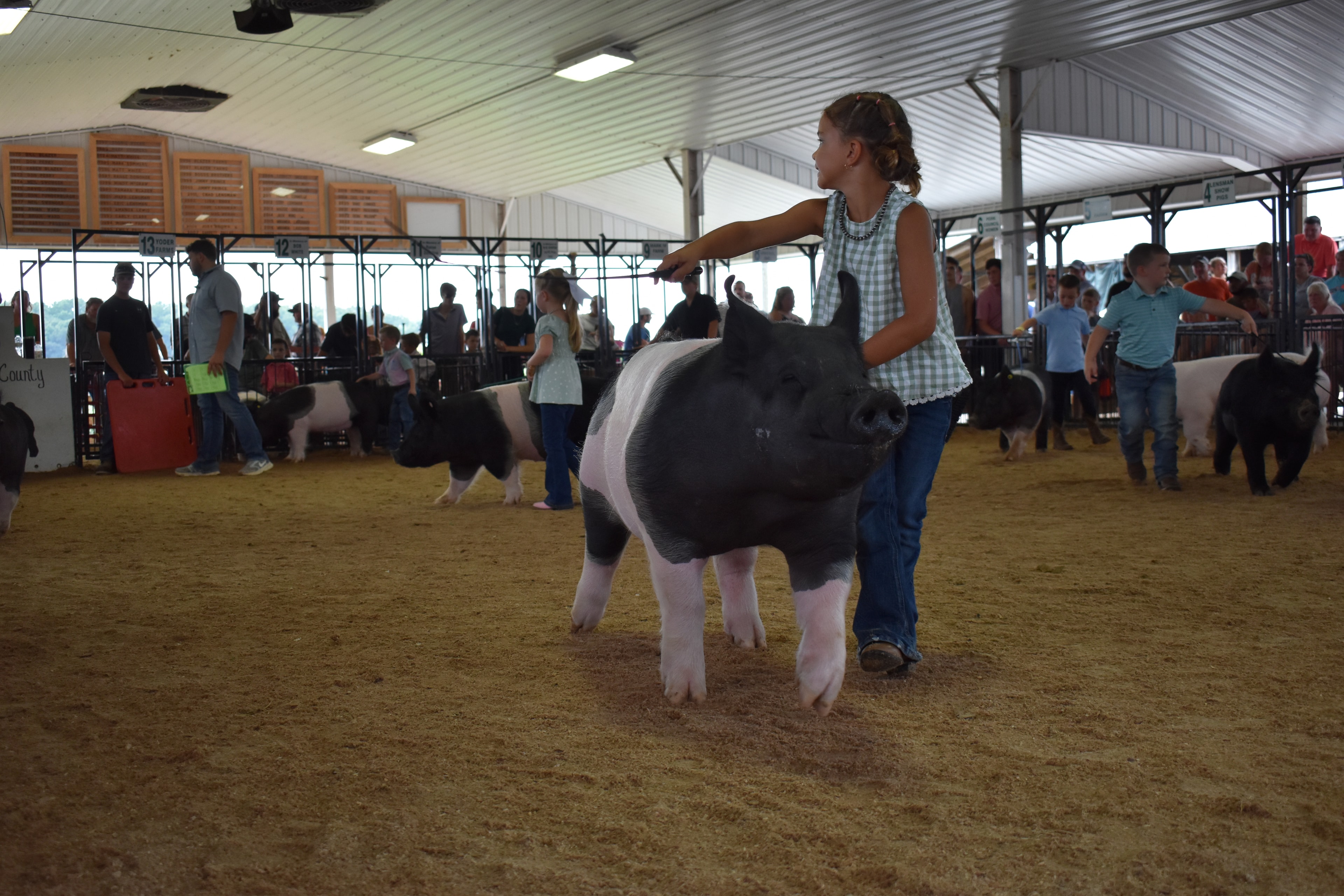 Wide arena shot with judge in mint green shirt at left and girl in green gingham top steering large black-and-white Hampshire cross pig from behind toward Champaign County sign while Pork Queen with sash and small girl in white t-shirt with pig and packed crowd near Yoder Farms pen 13 and Bob White pen 12 and Ranae Donohoe pen 11 and past champions boards behind at Champaign County Fair