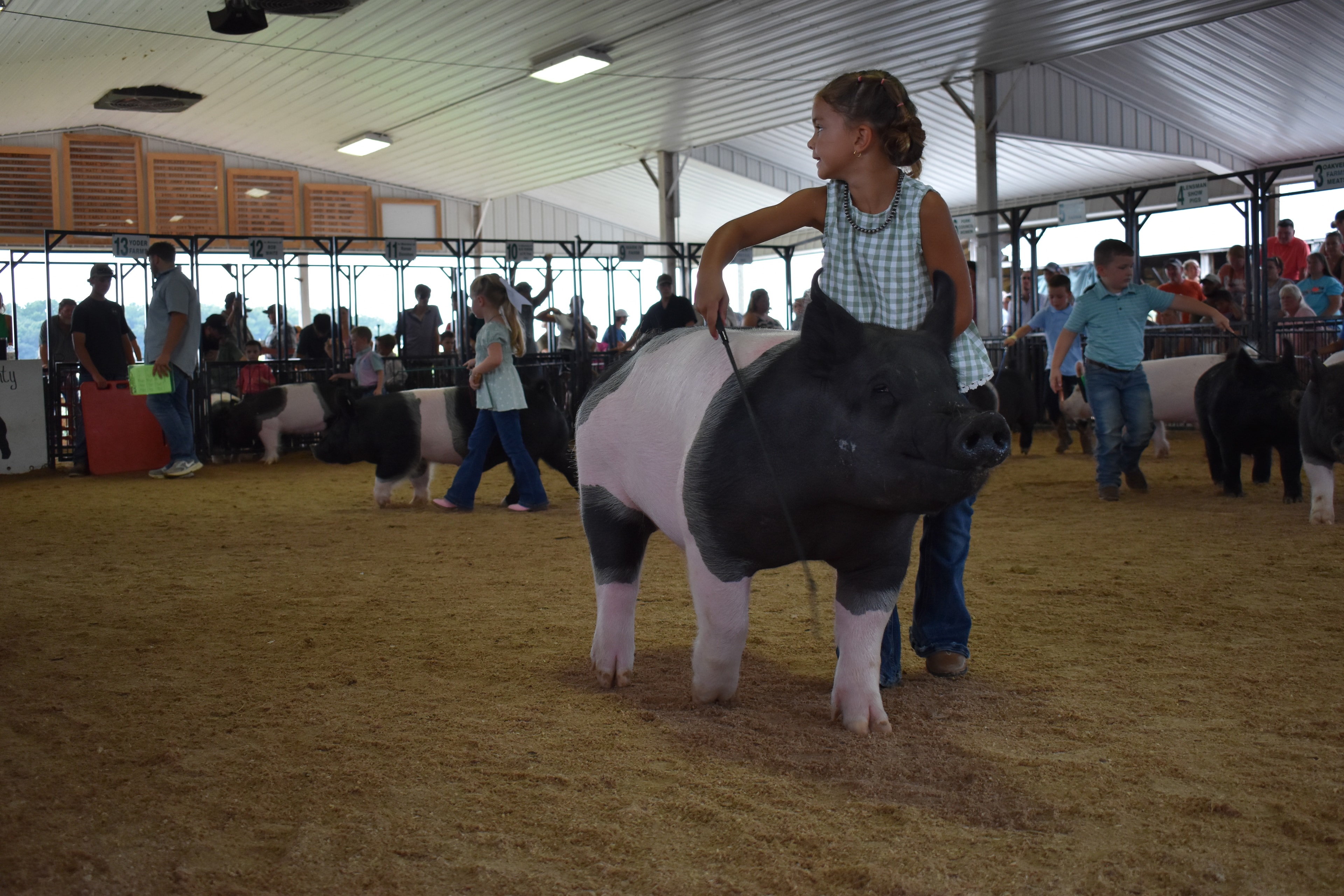 Wide arena shot with judge in mint green shirt at left and girl in green gingham top steering large black-and-white Hampshire cross pig from behind toward Champaign County sign while Pork Queen with sash and small girl in white t-shirt with pig and packed crowd near Yoder Farms pen 13 and Bob White pen 12 and Ranae Donohoe pen 11 and past champions boards behind at Champaign County Fair