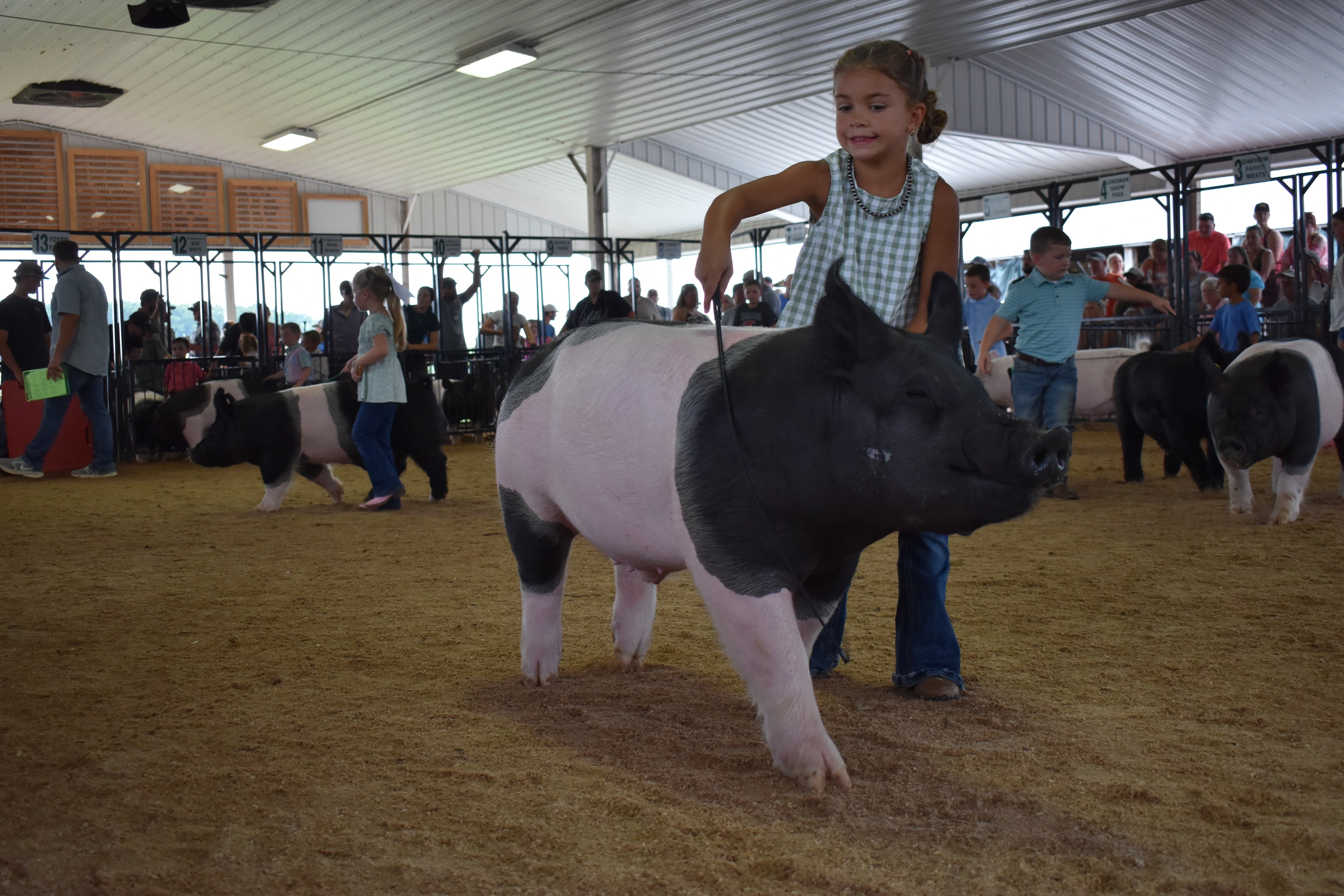 Ground-level wide arena shot with small boy in pink coral button-up shirt steering black-and-white Hampshire cross pig toward camera while judge in mint green shirt stands at right and Champaign County Pork sign and Yoder Farms pen 13 and Bob White pen 12 and Ranae Donohoe pen 11 and past champions boards behind at Champaign County Fair
