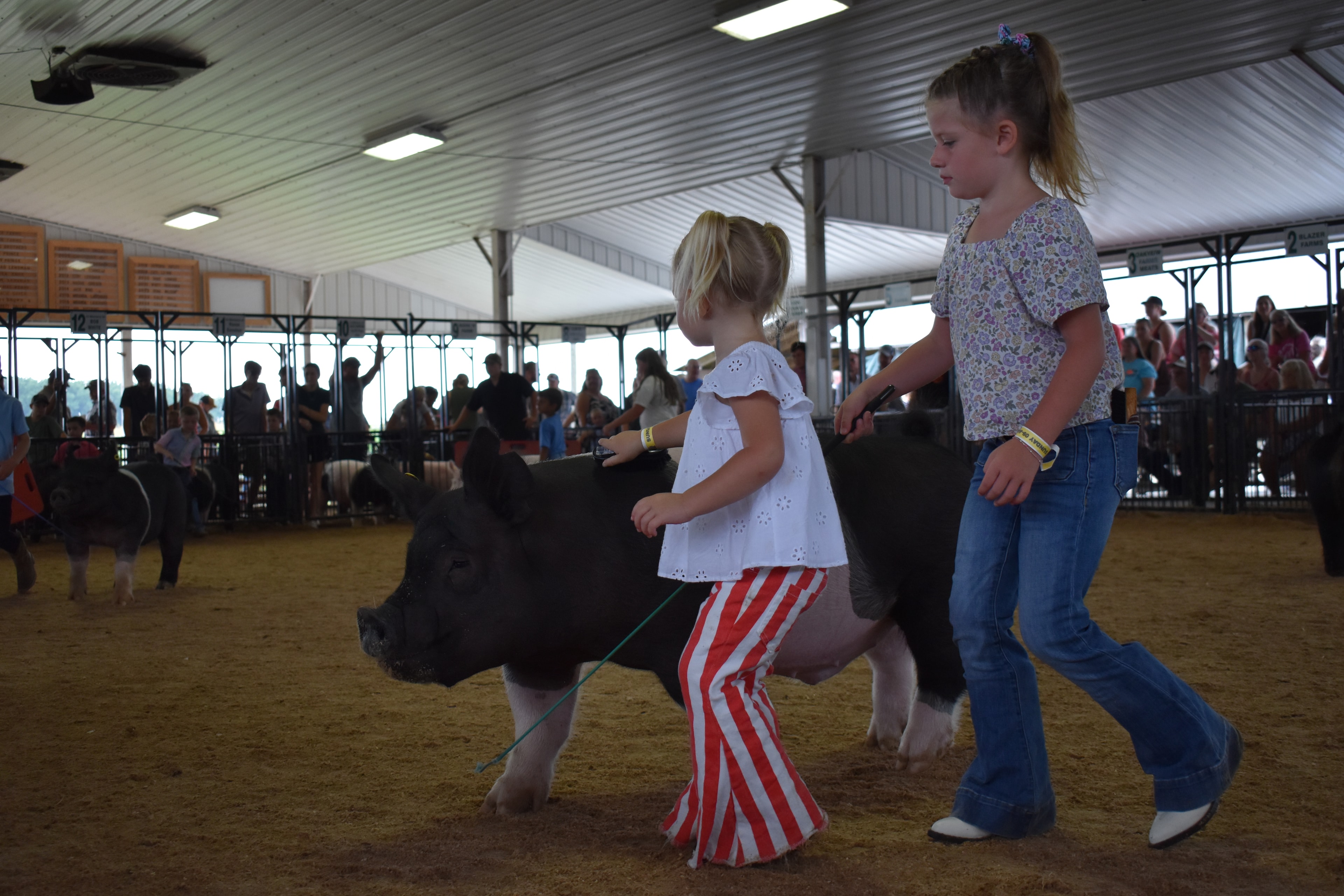 Ground-level wide arena shot with small boy in pink coral button-up shirt steering black-and-white Hampshire cross pig toward camera while judge in mint green shirt stands at right and Champaign County Pork sign and Bob White pen 12 and Ranae Donohoe pen 11 and past champions boards behind at Champaign County Fair