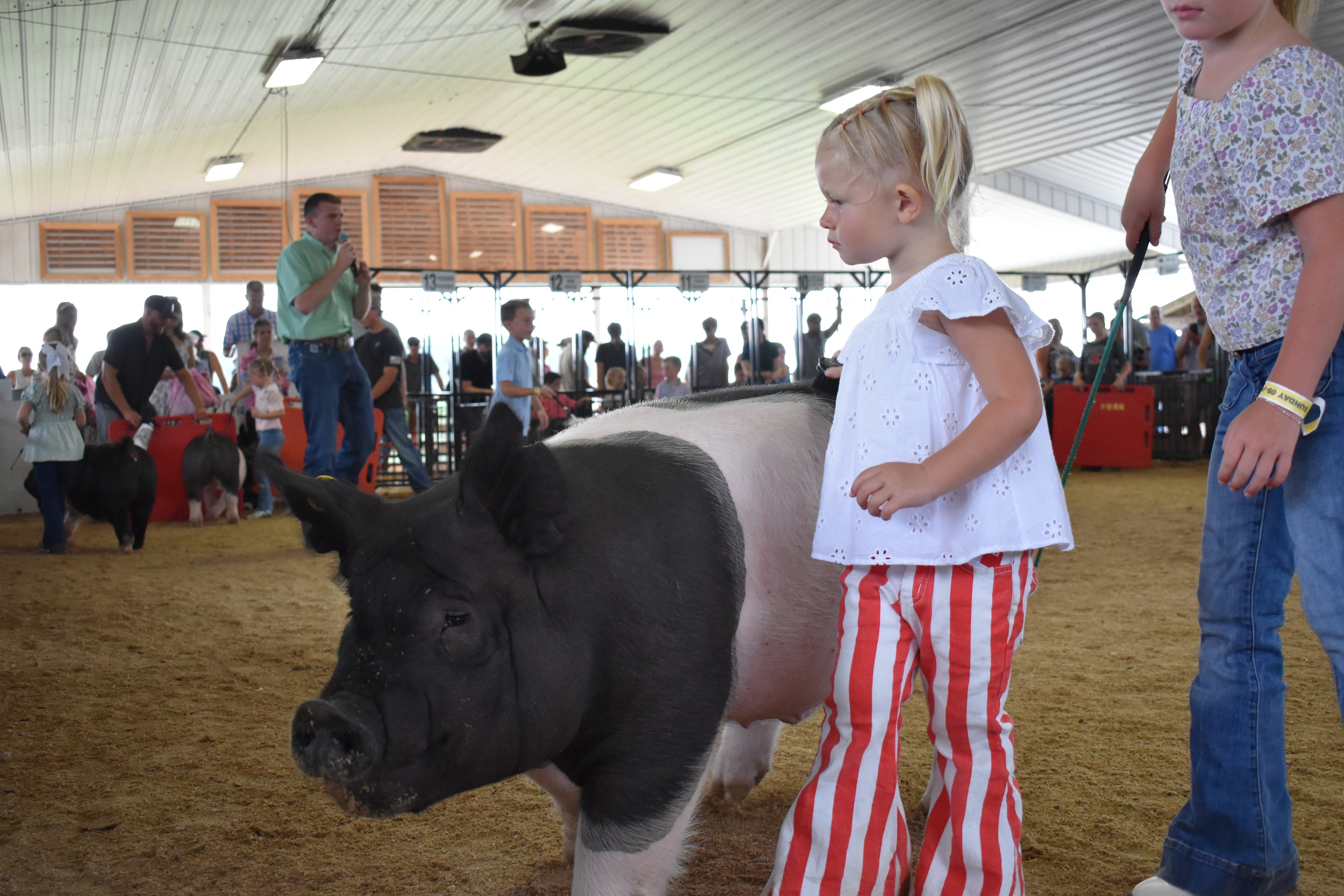 Small boy in pink coral button-up shirt steering black-and-white Hampshire cross pig toward camera with show stick while judge in mint green shirt stands at right and girl in white t-shirt assists and Bob White pen 12 and Ranae Donohoe pen 11 and past champions boards behind at Champaign County Fair