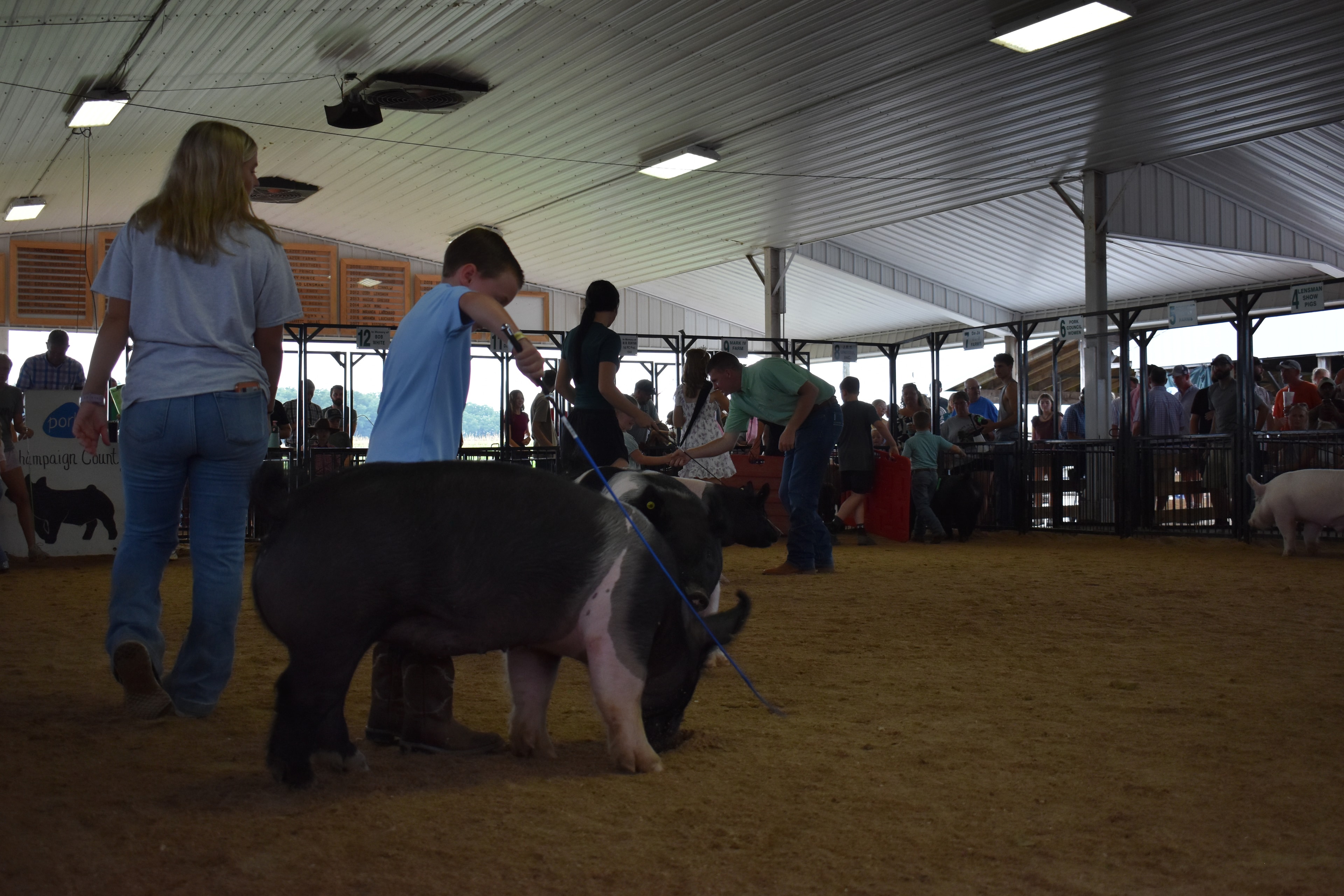 Small boy in pink coral button-up shirt steering black-and-white Hampshire cross pig toward camera with show stick while judge in mint green shirt stands at right and girl in white t-shirt assists and Bob White pen 12 and Ranae Donohoe pen 11 and past champions boards behind at Champaign County Fair