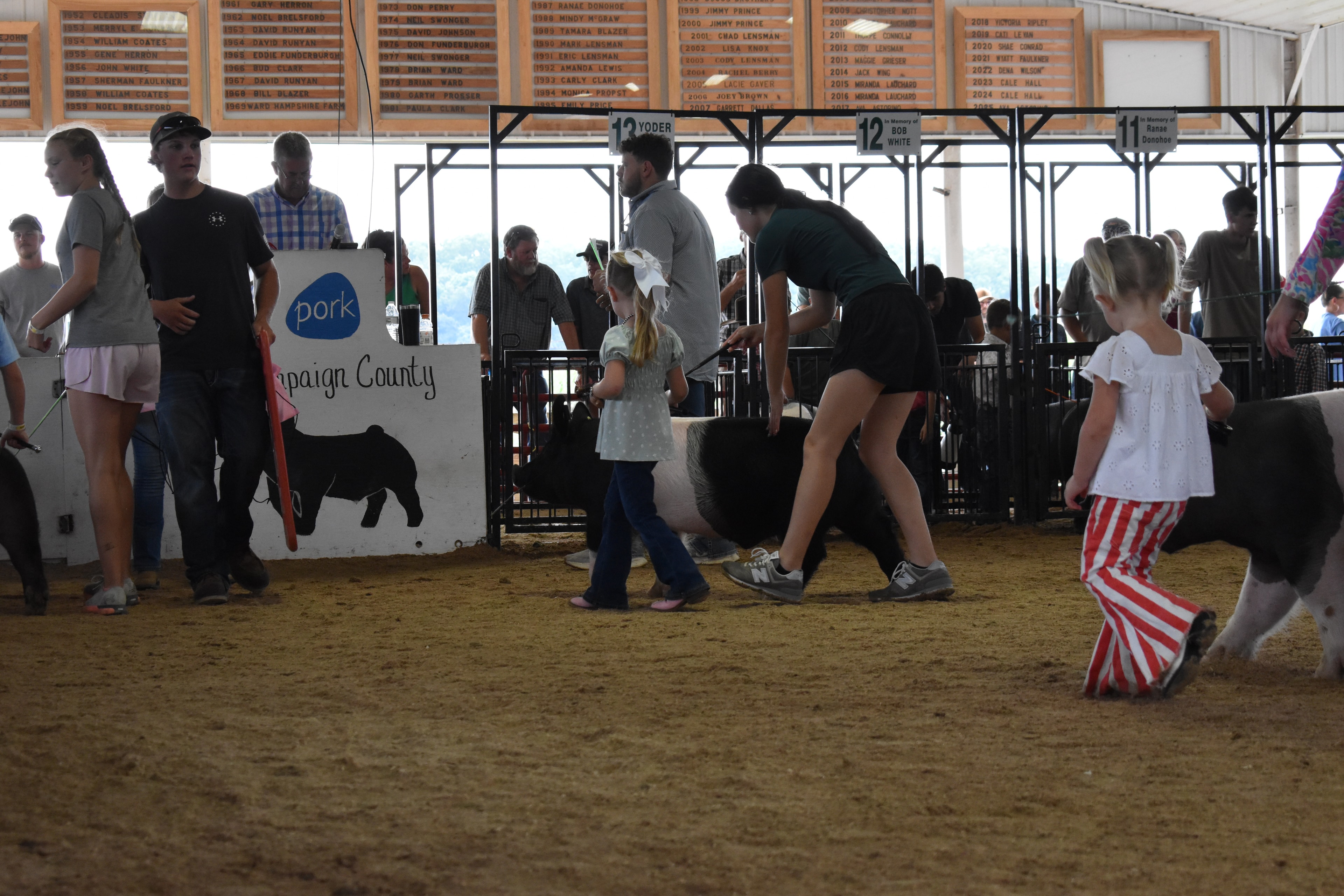 Small boy in pink coral button-up shirt steering large black-and-white Hampshire cross pig from side with show stick while girl in white t-shirt assists and judge in mint green shirt and Champaign County Pork sign and Yoder Farms pen 13 and Bob White pen 12 and Ranae Donohoe pen 11 and past champions boards behind at Champaign County Fair