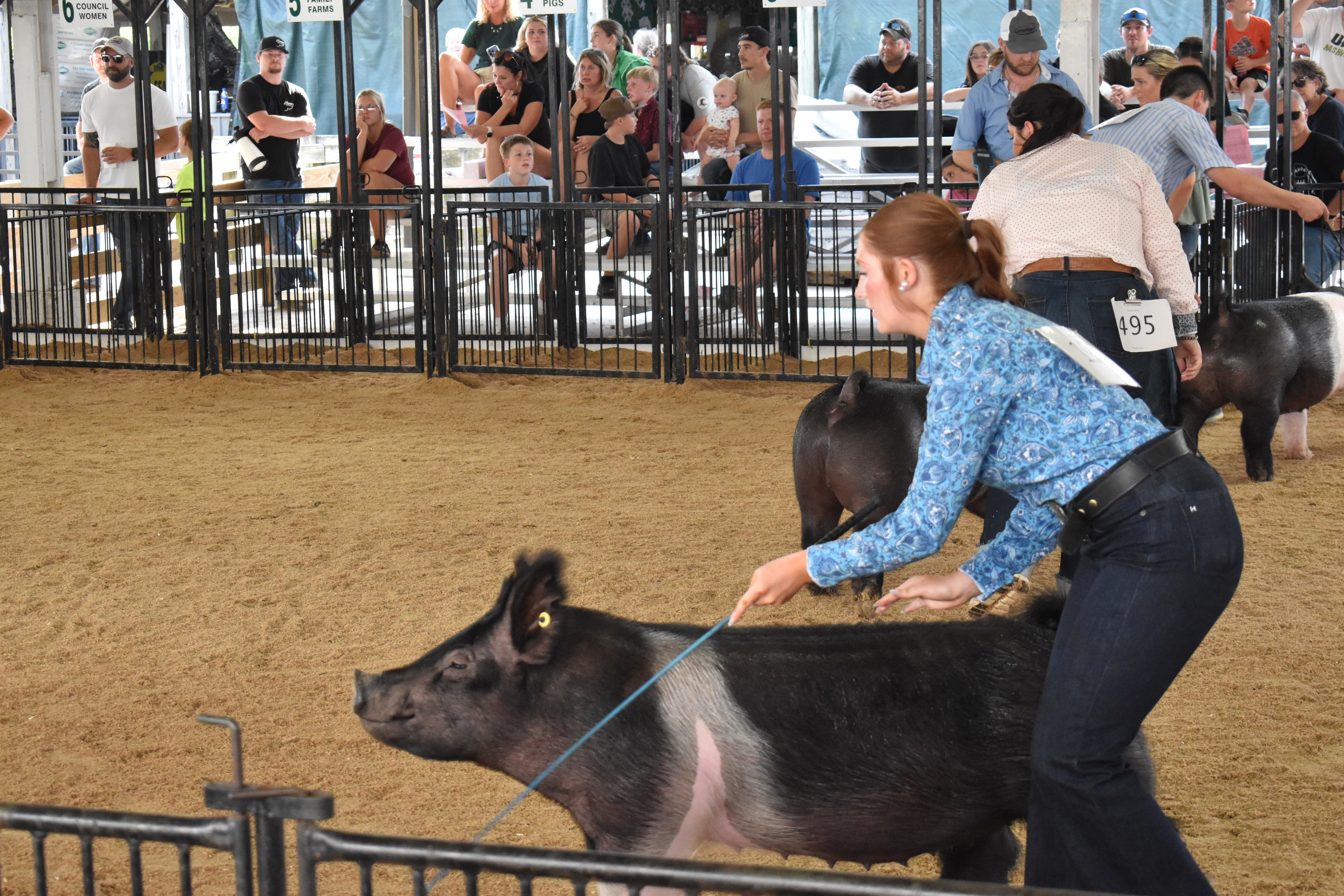 Girl in blue floral shirt guiding black pig through the show ring