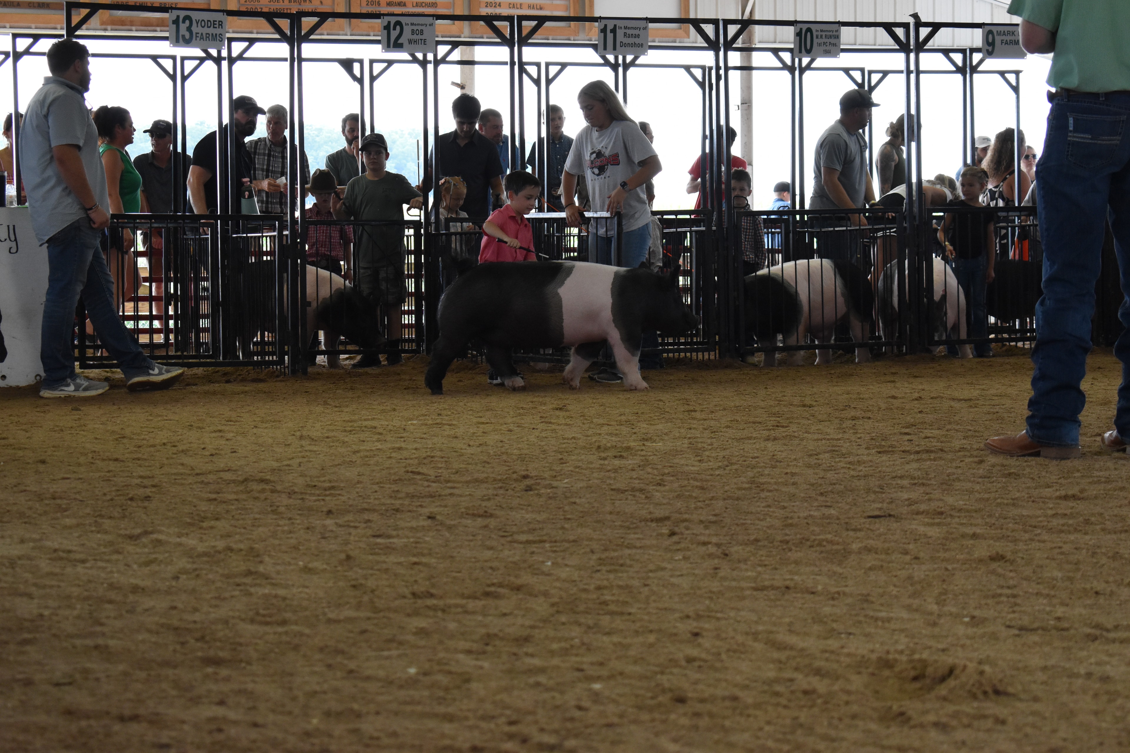 Close-up of tiny girl in white eyelet top and red-striped bell-bottom pants steering large black Hampshire cross pig nearly as tall as she is while judge in mint green shirt stands on platform behind with multiple exhibitors and packed crowd and past champions boards at Champaign County Fair