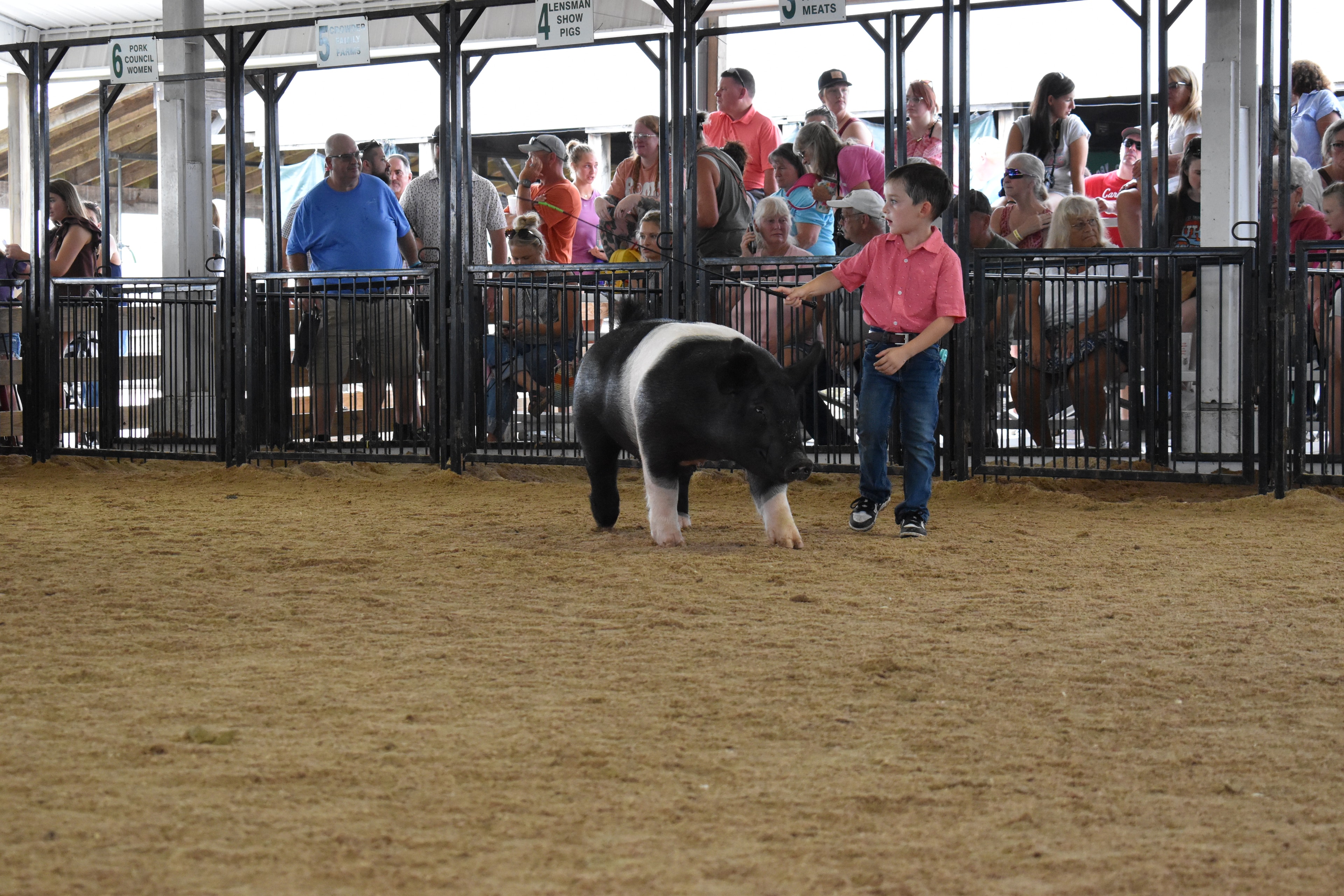 Boy in gray-white western snap shirt with pearl buttons steering large black Hampshire cross pig with pink belly stripe from behind with show stick while packed crowd watches from JBS United pen 8 and Da Ja View Farms pen 7 and Pork Council Women pen 6 behind at Champaign County Fair