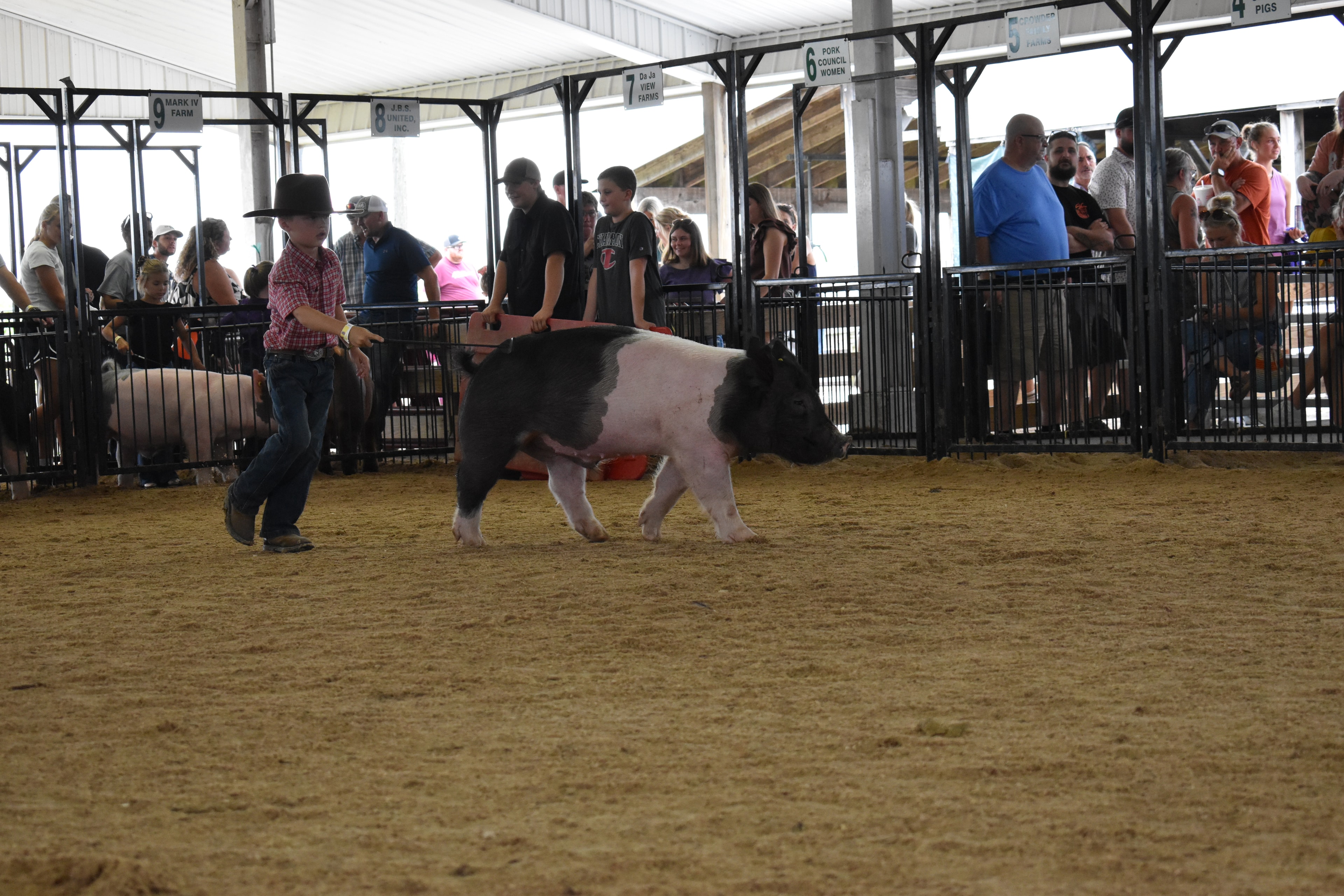 Boy in gray-white western snap shirt with pearl buttons steering large black Hampshire cross pig with pink belly stripe head-on toward camera while packed crowd watches from Lensman Show Pigs pen 4 and Farms Meats pen 3 and Pork Council Women pen 6 behind at Champaign County Fair