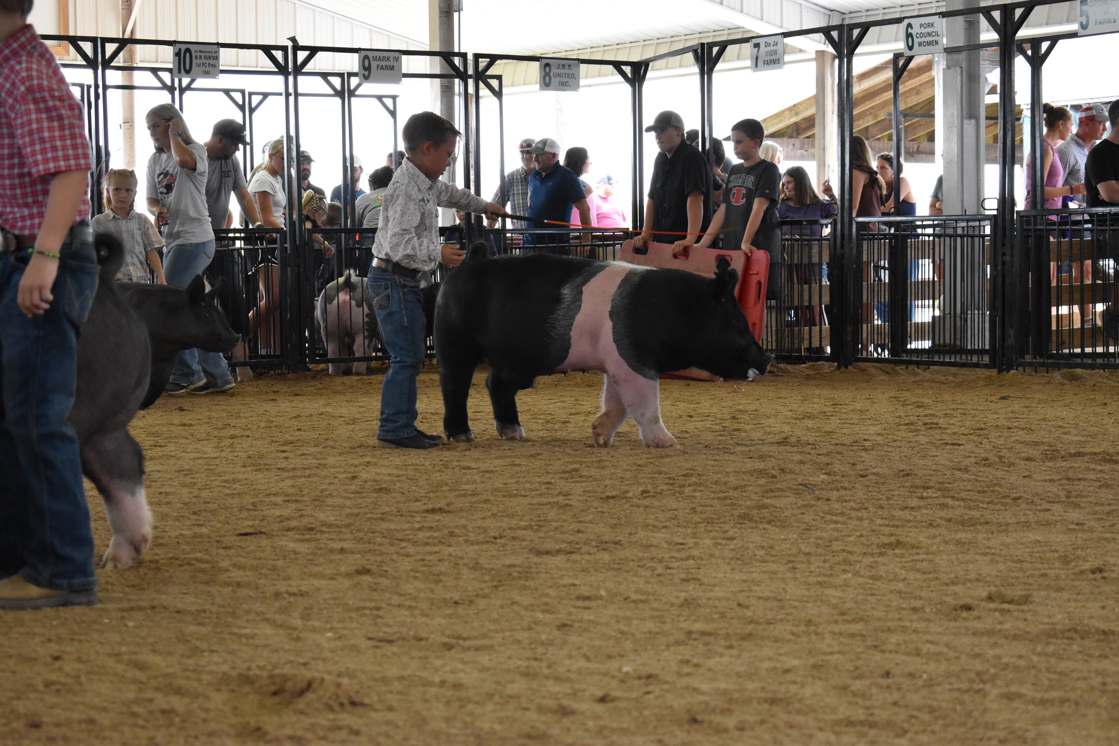 Boy in gray-white western snap shirt with pearl buttons steering large black Hampshire cross pig with pink belly stripe from side with orange show stick while packed crowd watches from Lensman Show Pigs pen 4 and Pork Council Women pen 6 and Da Ja View Farms pen 7 behind at Champaign County Fair