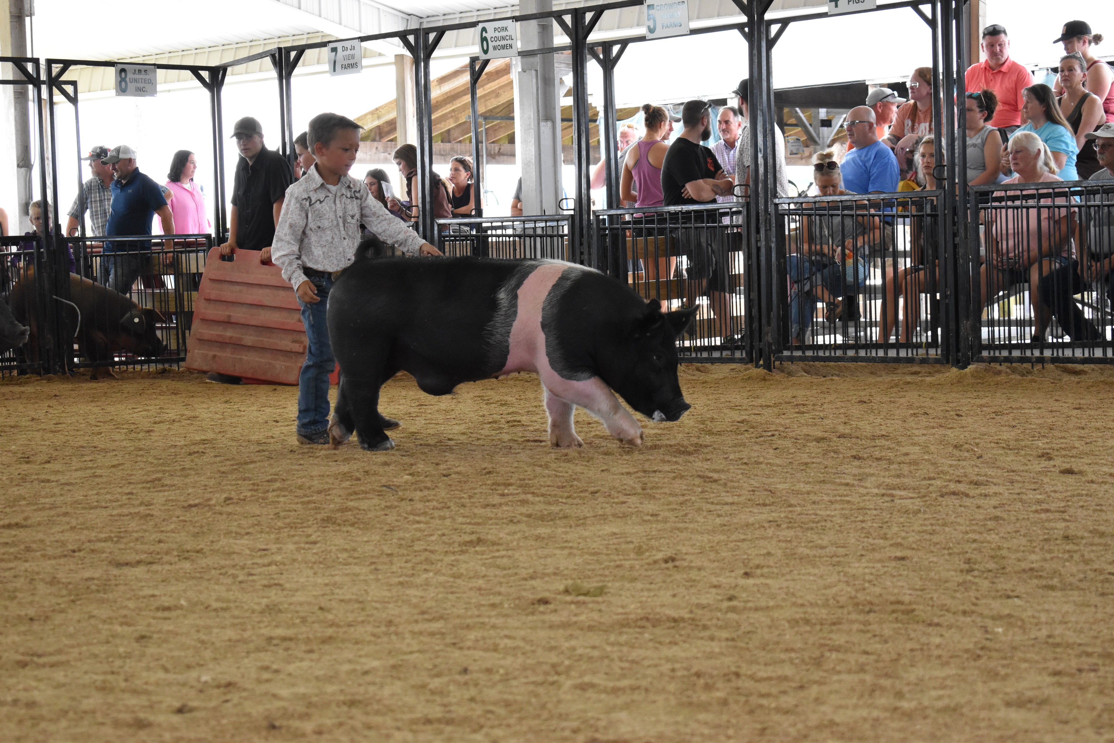 Small boy in bright pink polo shirt and jeans steering black-and-white Hampshire cross pig from behind with show stick while packed crowd watches from Lensman Show Pigs pen 4 and Farms Meats pen 5 and Pork Council Women pen 6 behind at Champaign County Fair
