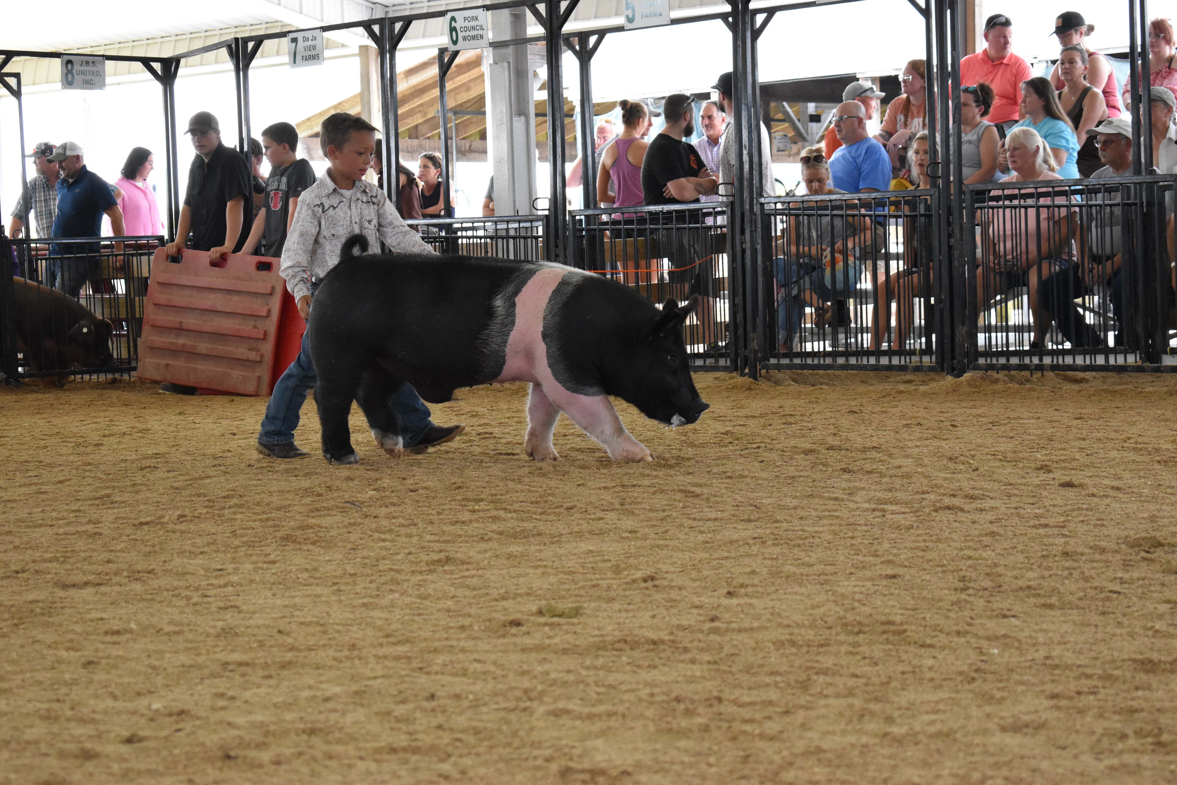 Small boy in bright pink polo shirt and jeans steering black-and-white Hampshire cross pig from behind with show stick while packed crowd watches from Lensman Show Pigs pen 4 and Farms Meats pen 5 and Pork Council Women pen 6 behind at Champaign County Fair
