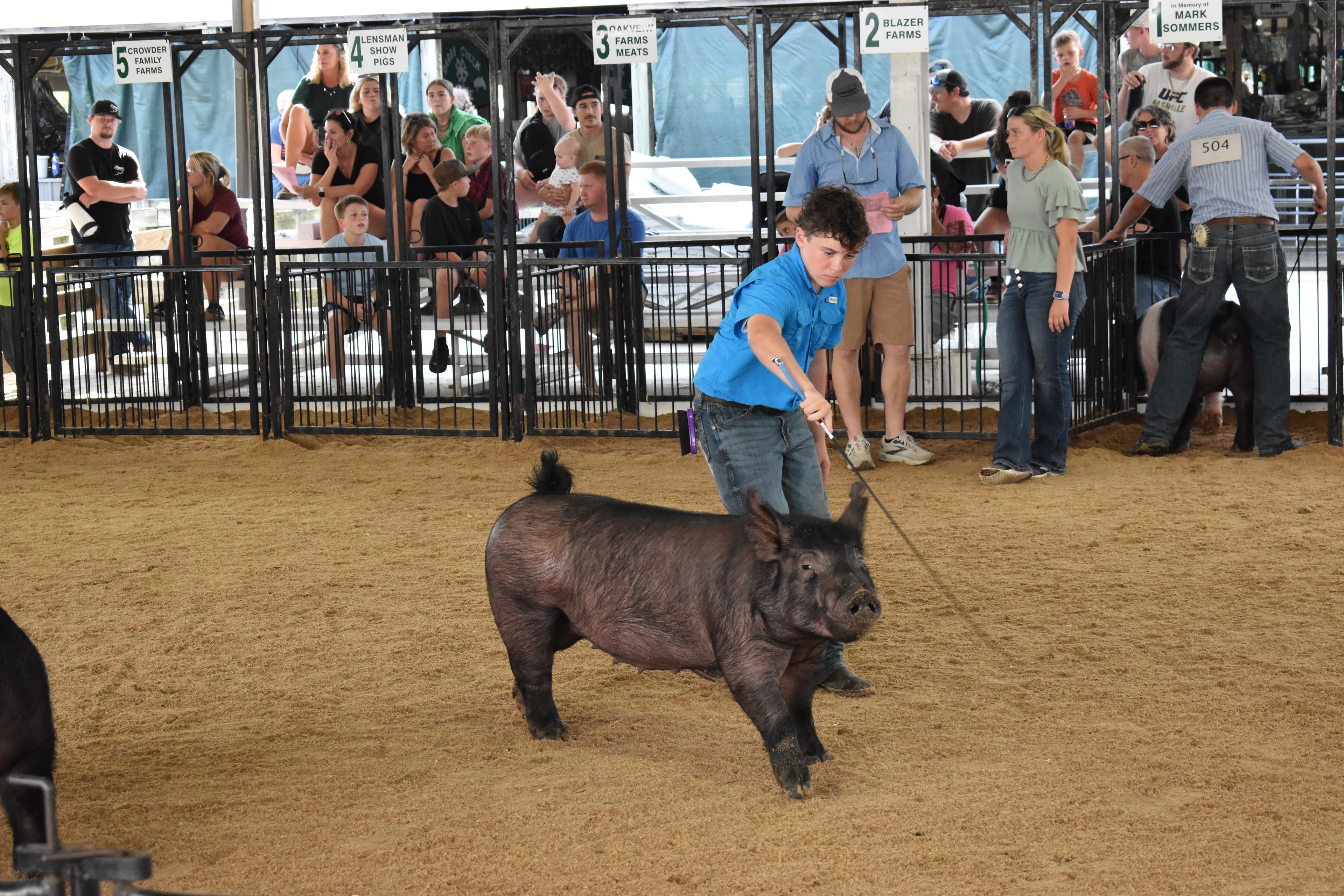 Youth exhibitors showing pigs in the arena at Champaign County Fair