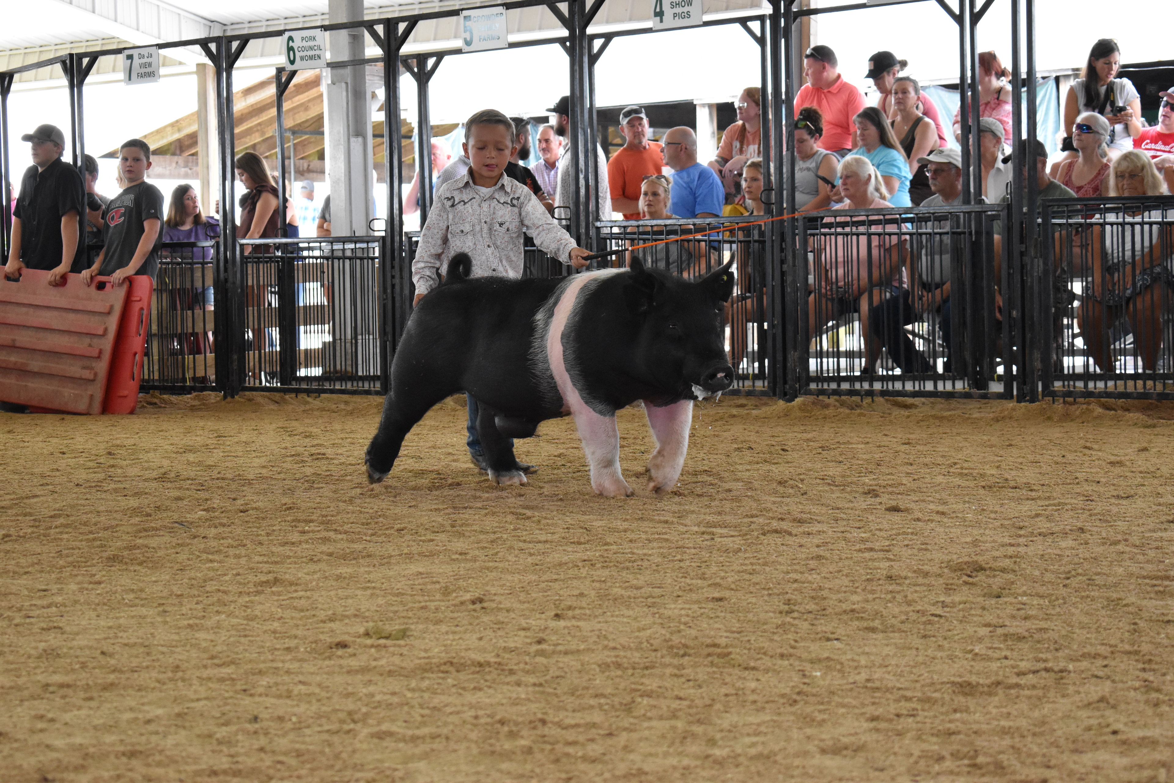 Wide arena shot with judge in mint green shirt at left and girl in pink plaid shirt and black cowboy hat steering large black-and-white Hampshire cross pig in center while multiple exhibitors and pigs visible with Ranae Donohoe pen 11 and Mark IV Farm pen 9 and JBS United pen 8 and past champions boards behind at Champaign County Fair